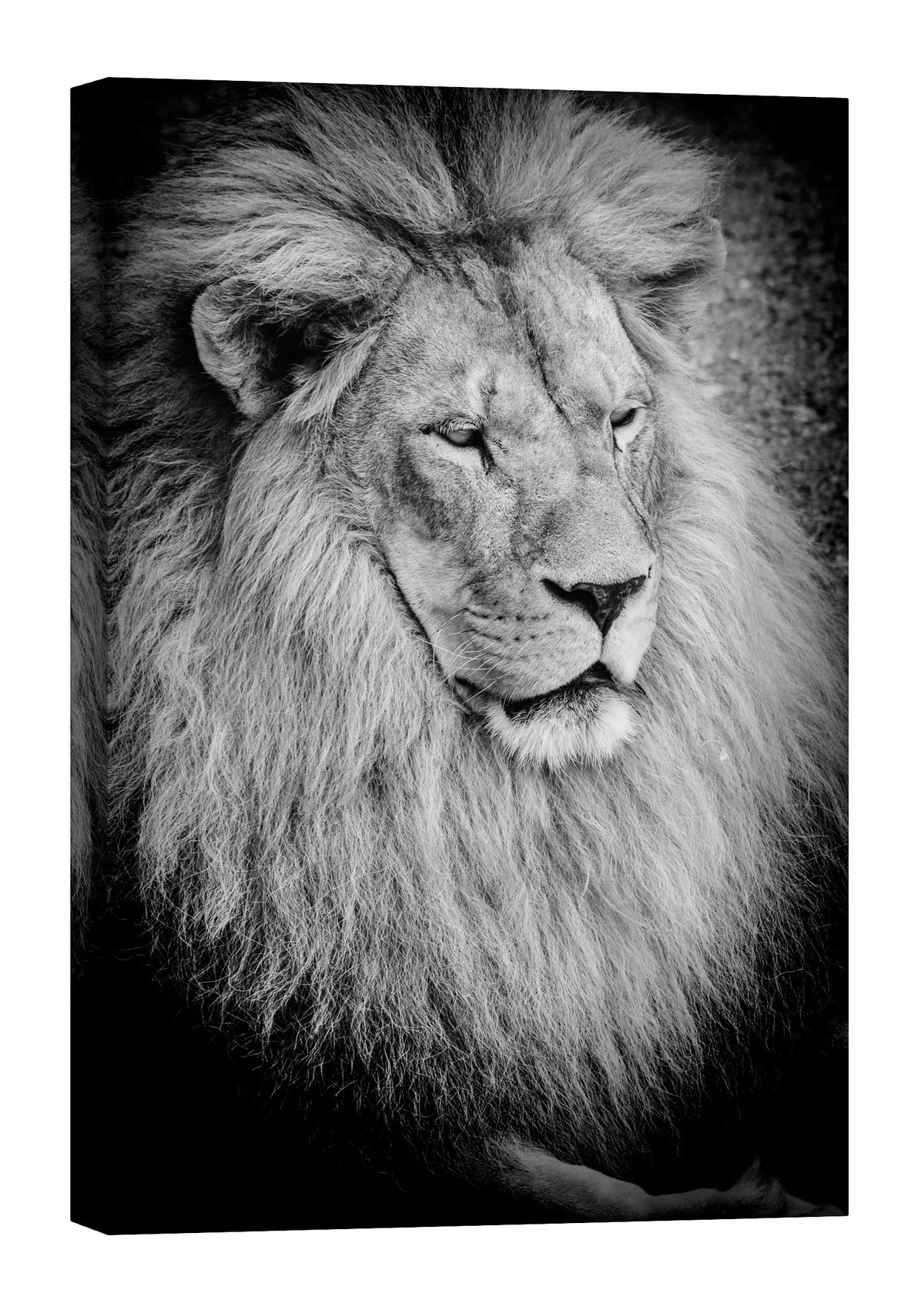 Animals No. 087, by day