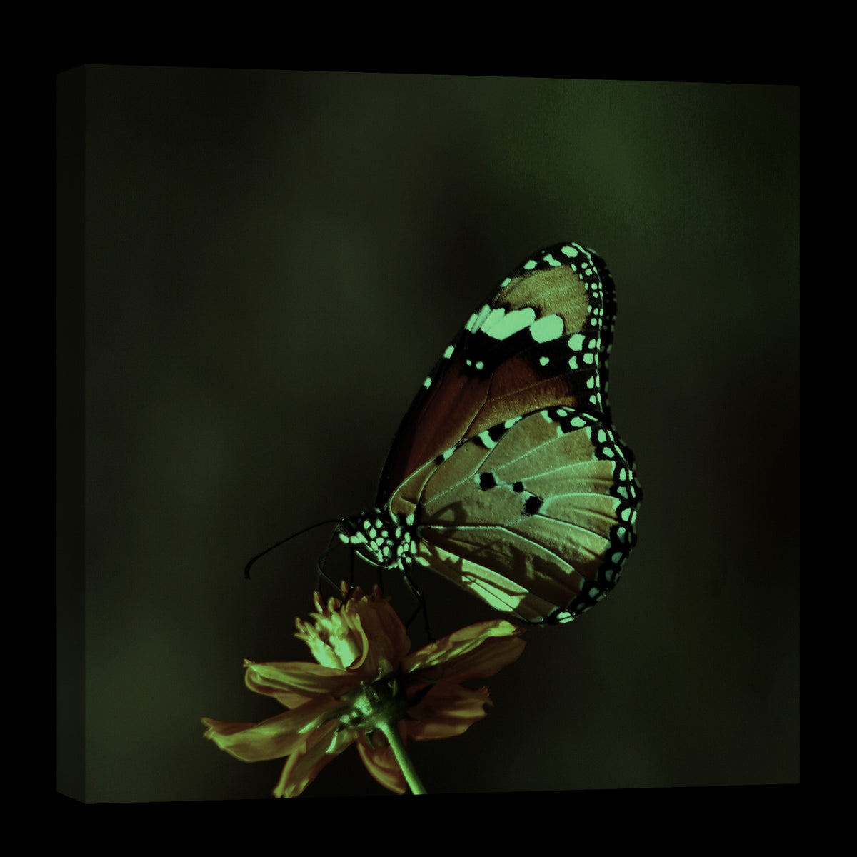 Animals No. 090, glowing at night
