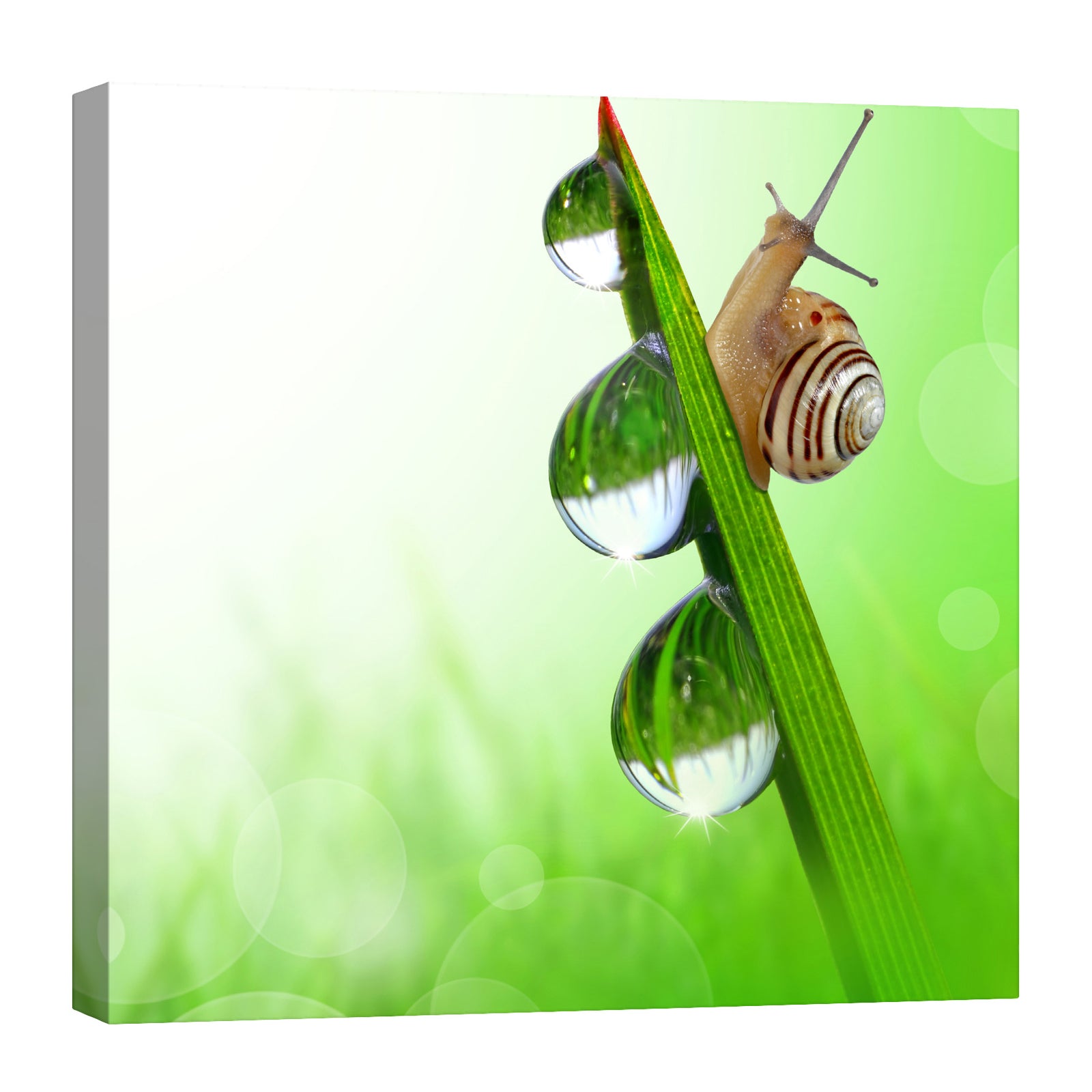Animals No. 092, by day