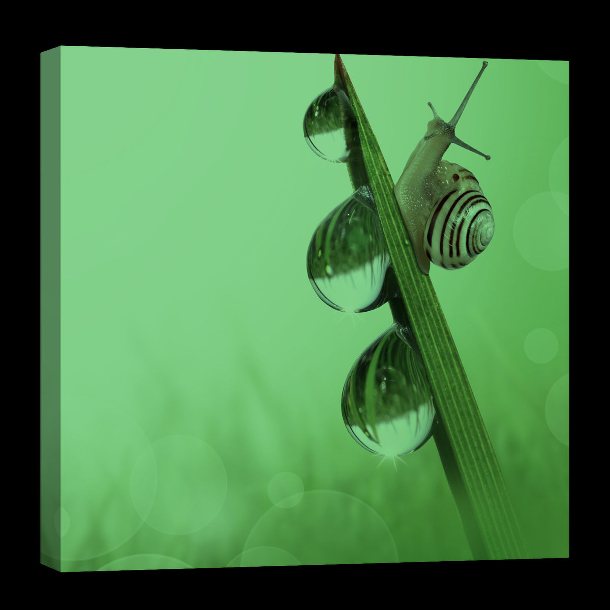 Animals No. 092, glowing at night