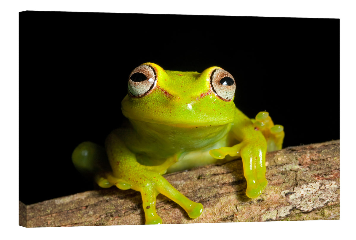 Animals No. 095, by day