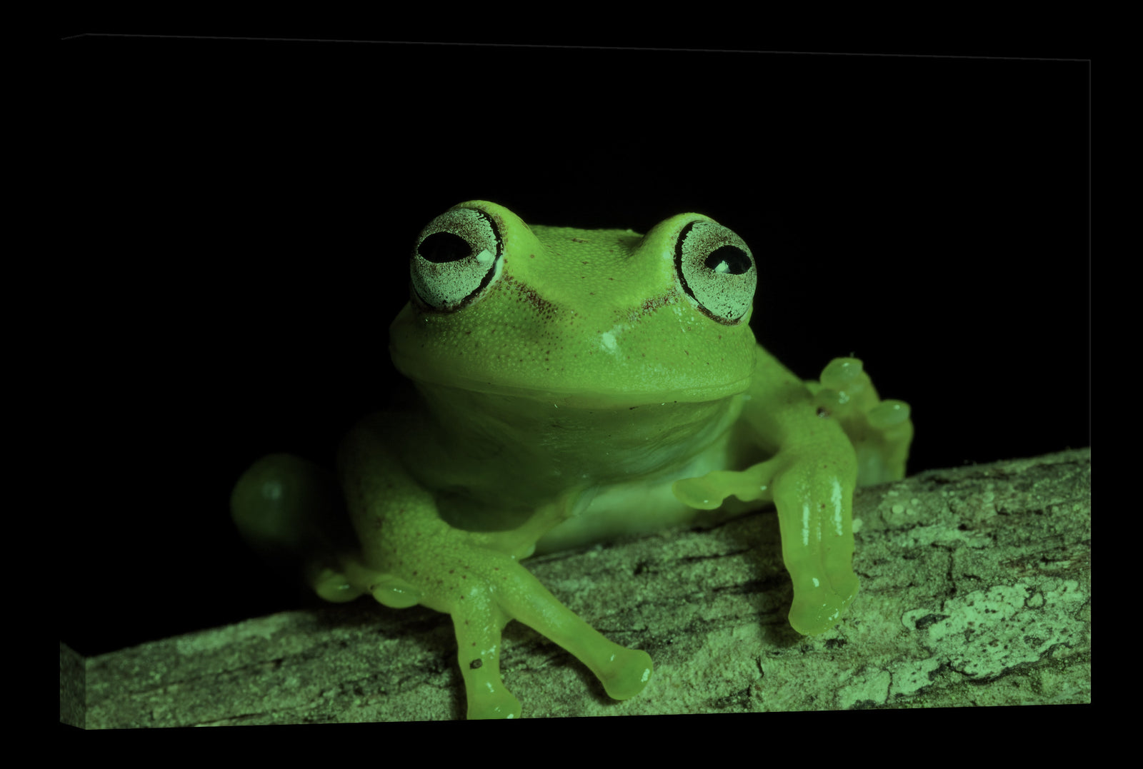 Animals No. 095, glowing at night