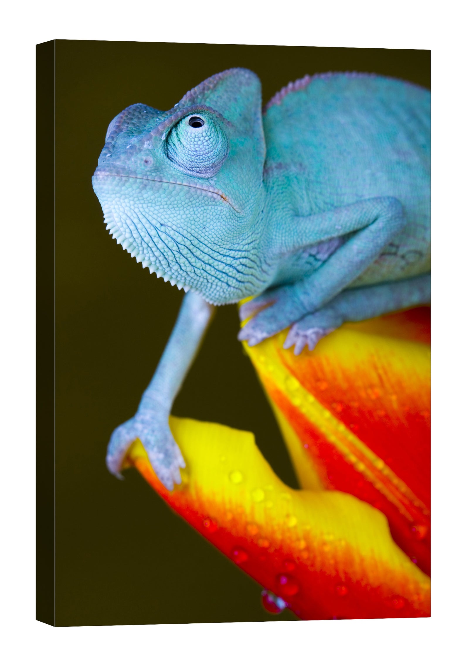 Animals No. 099, by day