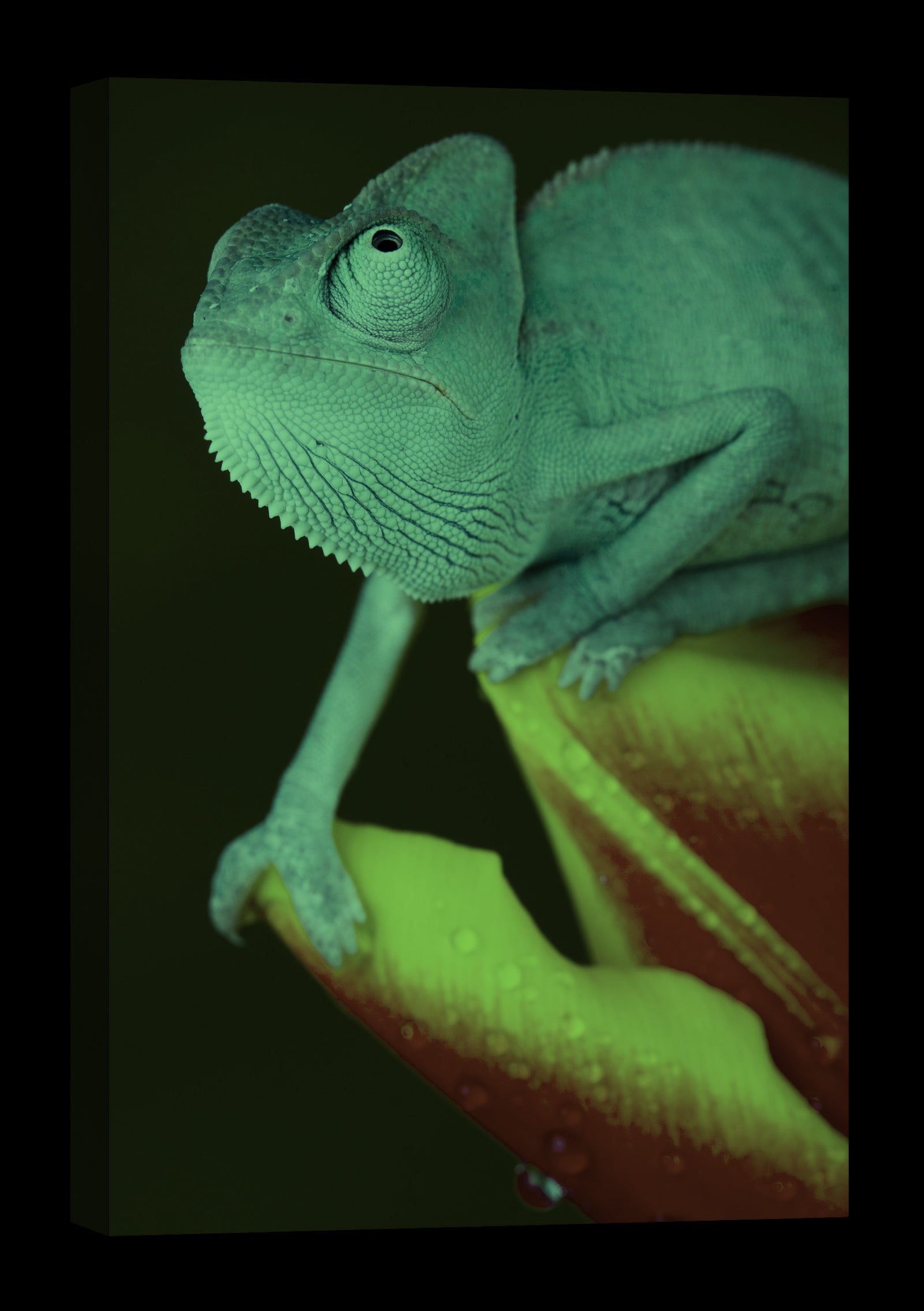 Animals No. 099, glowing at night