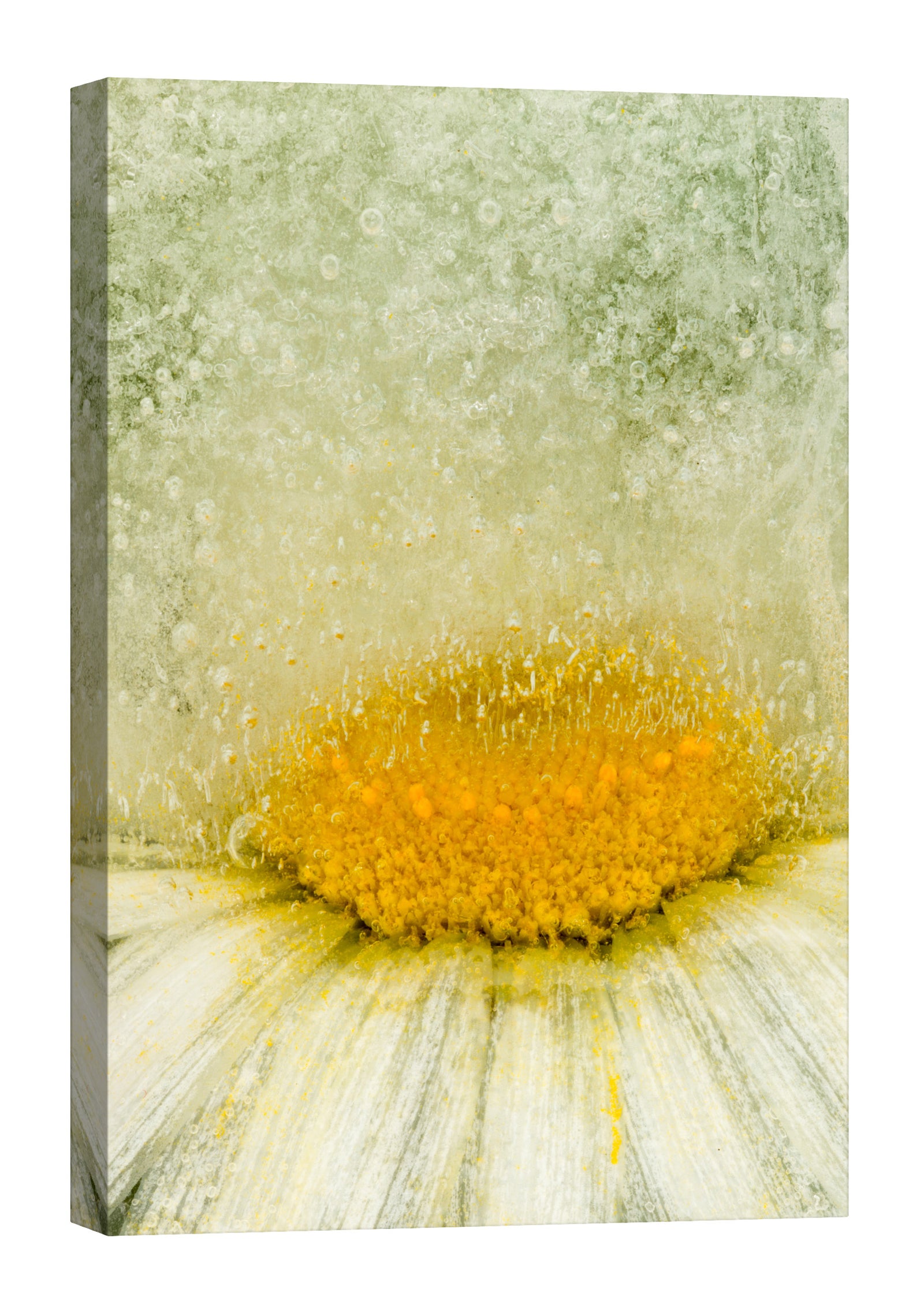 Flowers No. 003, by day