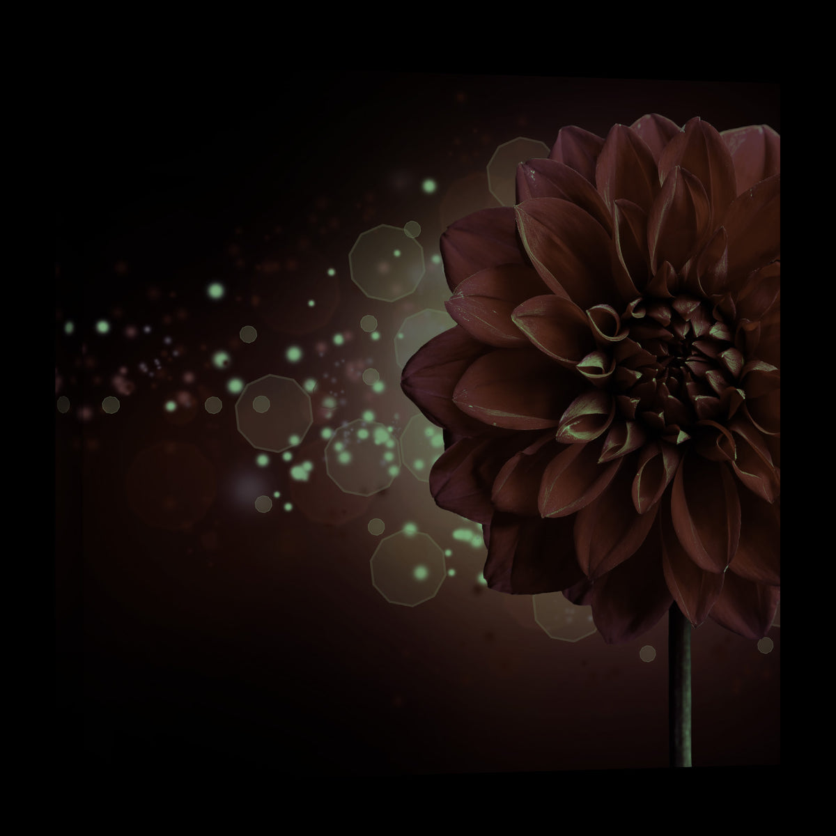 Flowers No. 004, glowing at night