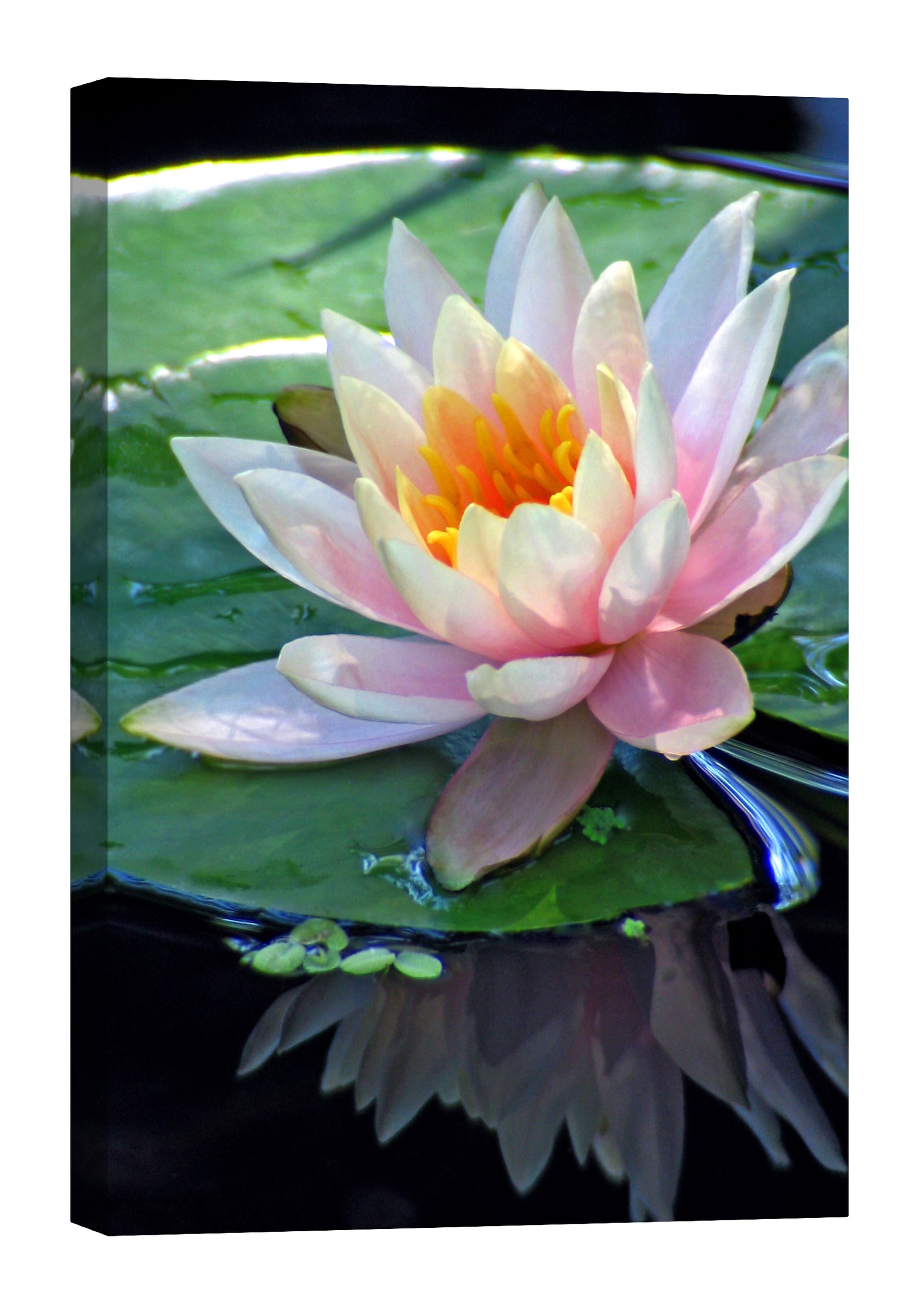 Flowers No. 005, by day