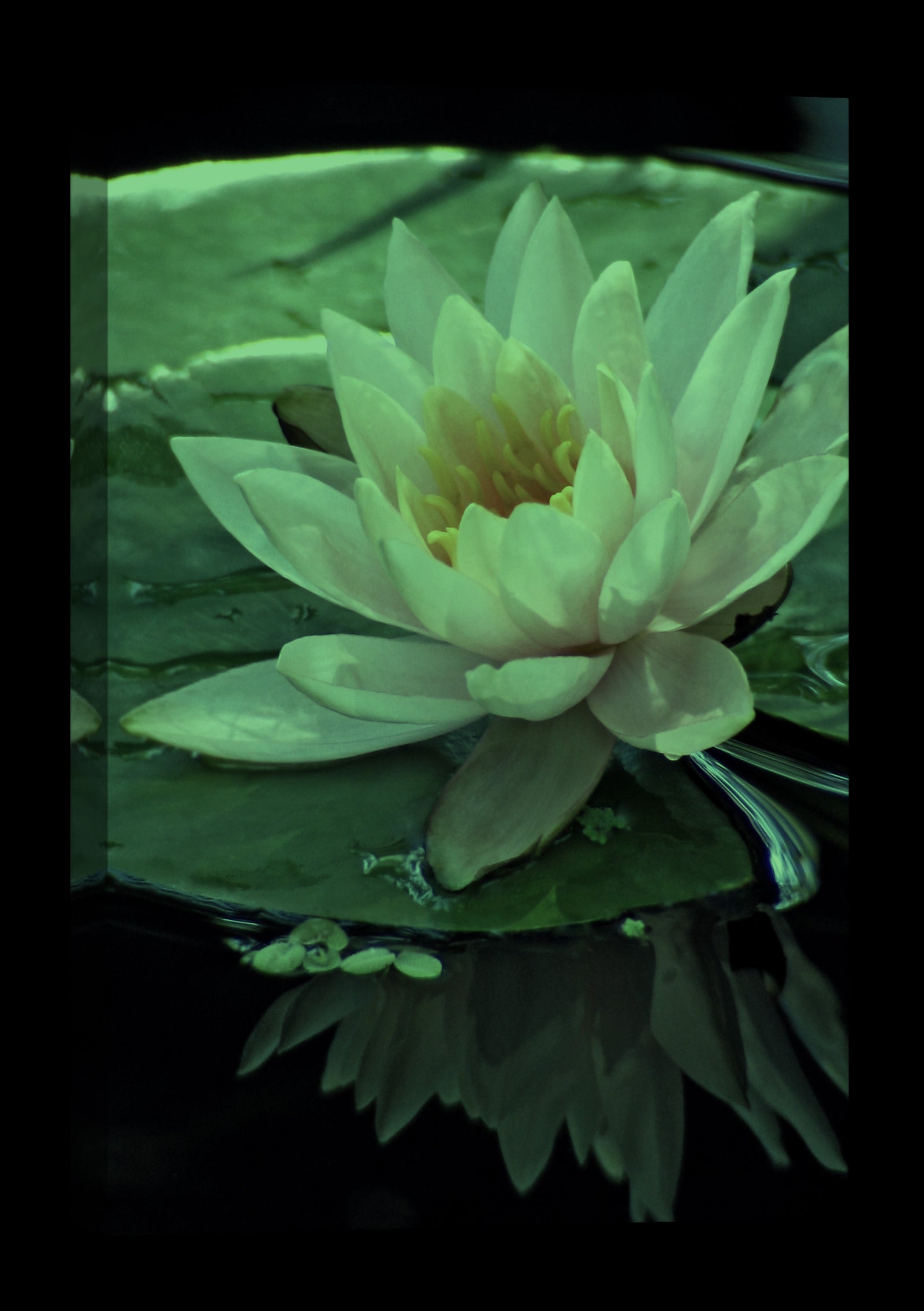 Flowers No. 005, glowing at night
