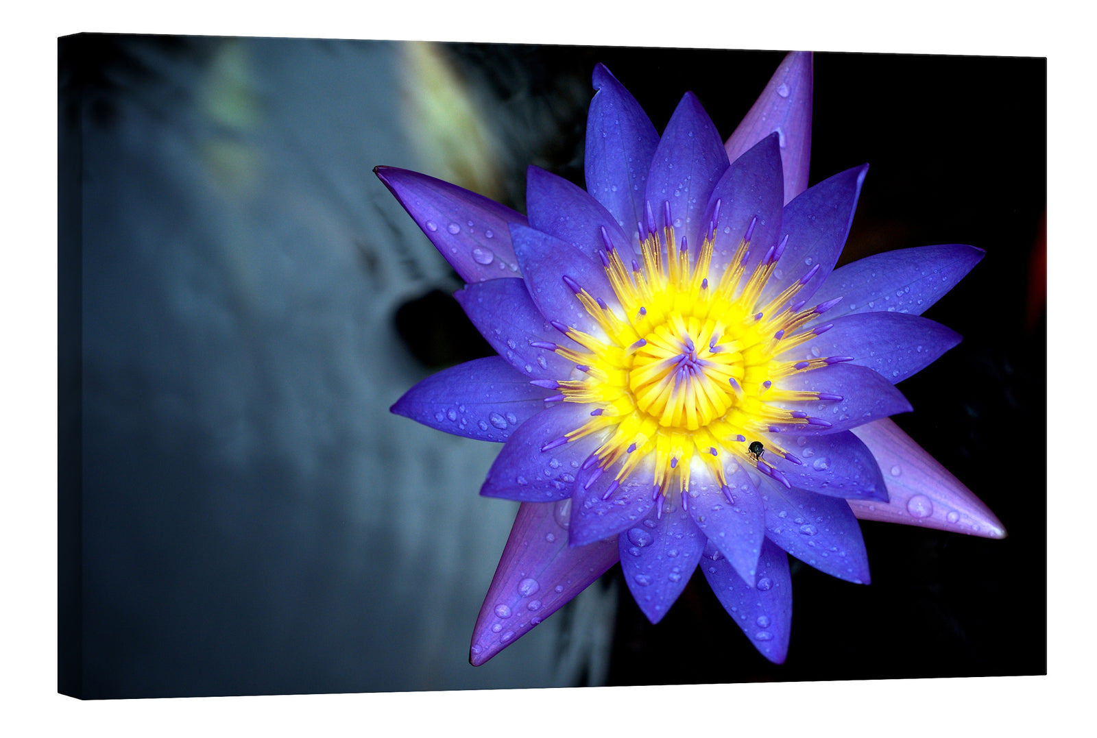 Flowers No. 009, by day