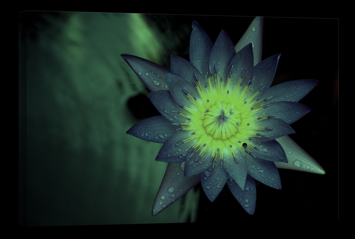 Flowers No. 009, glowing at night