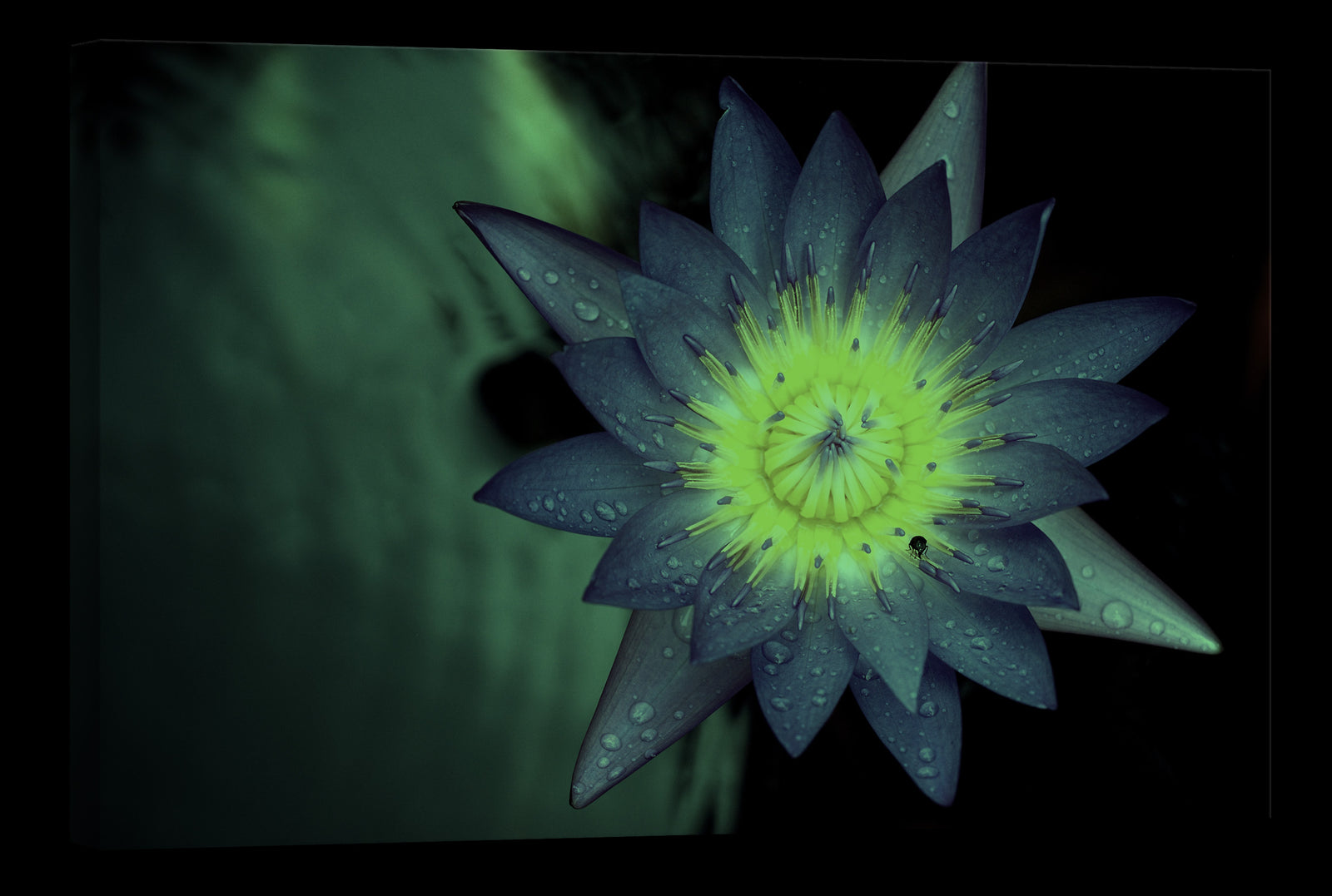 Flowers No. 009, glowing at night
