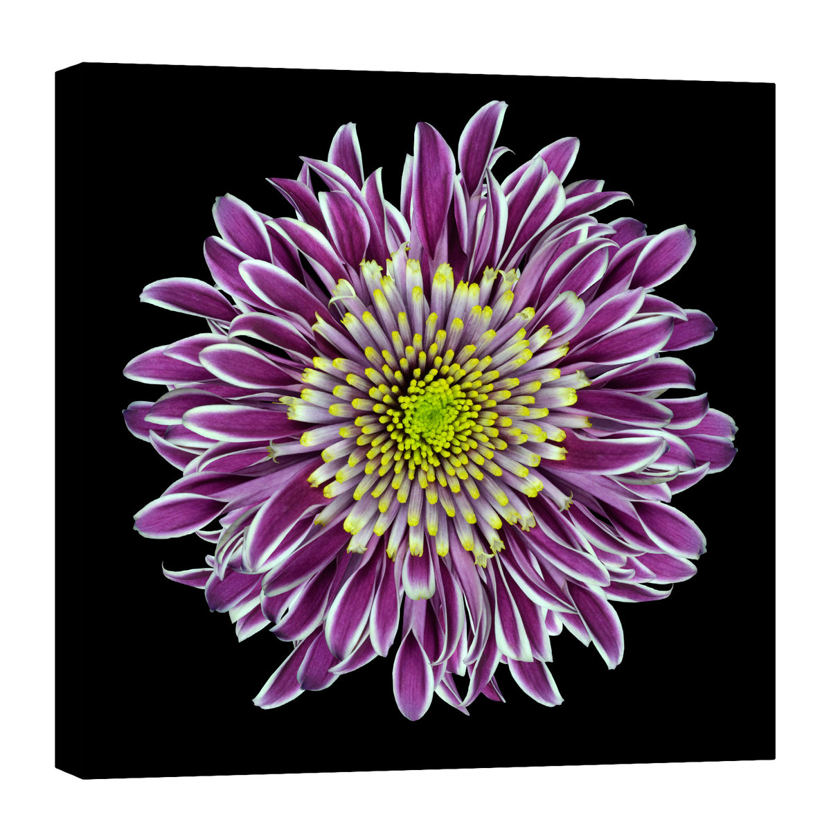 Flowers No. 010, by day