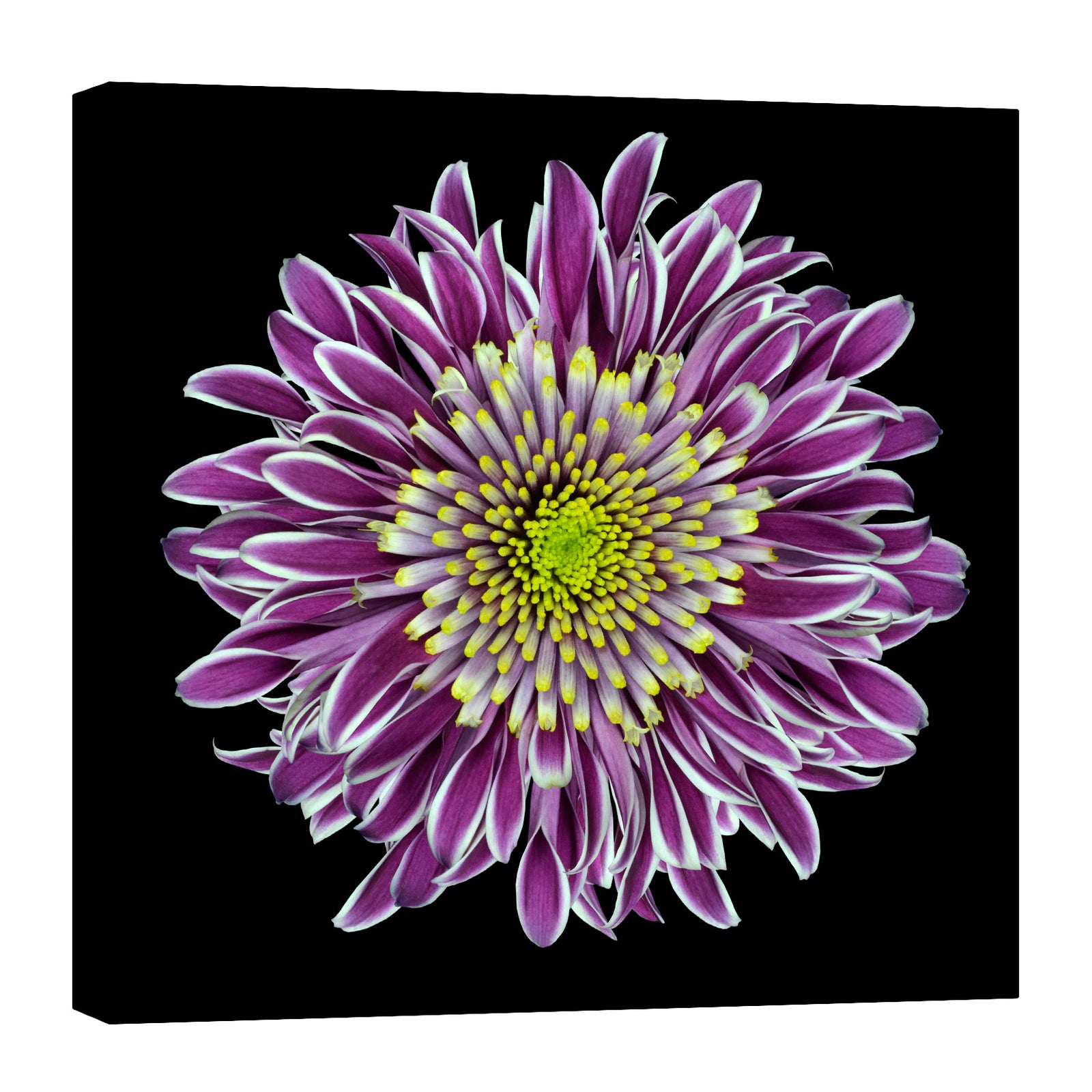 Flowers No. 010, by day