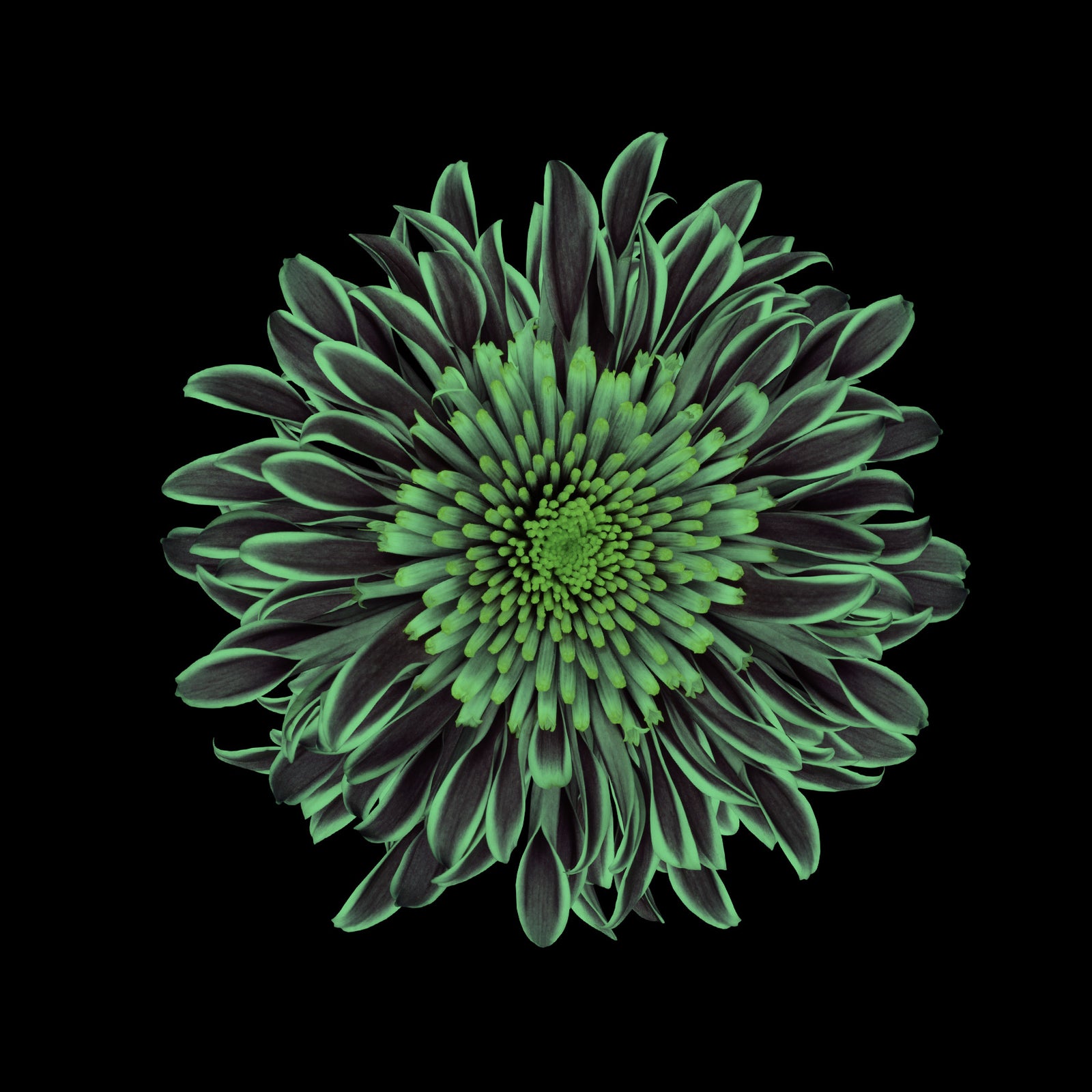 Flowers No. 010, glowing at night