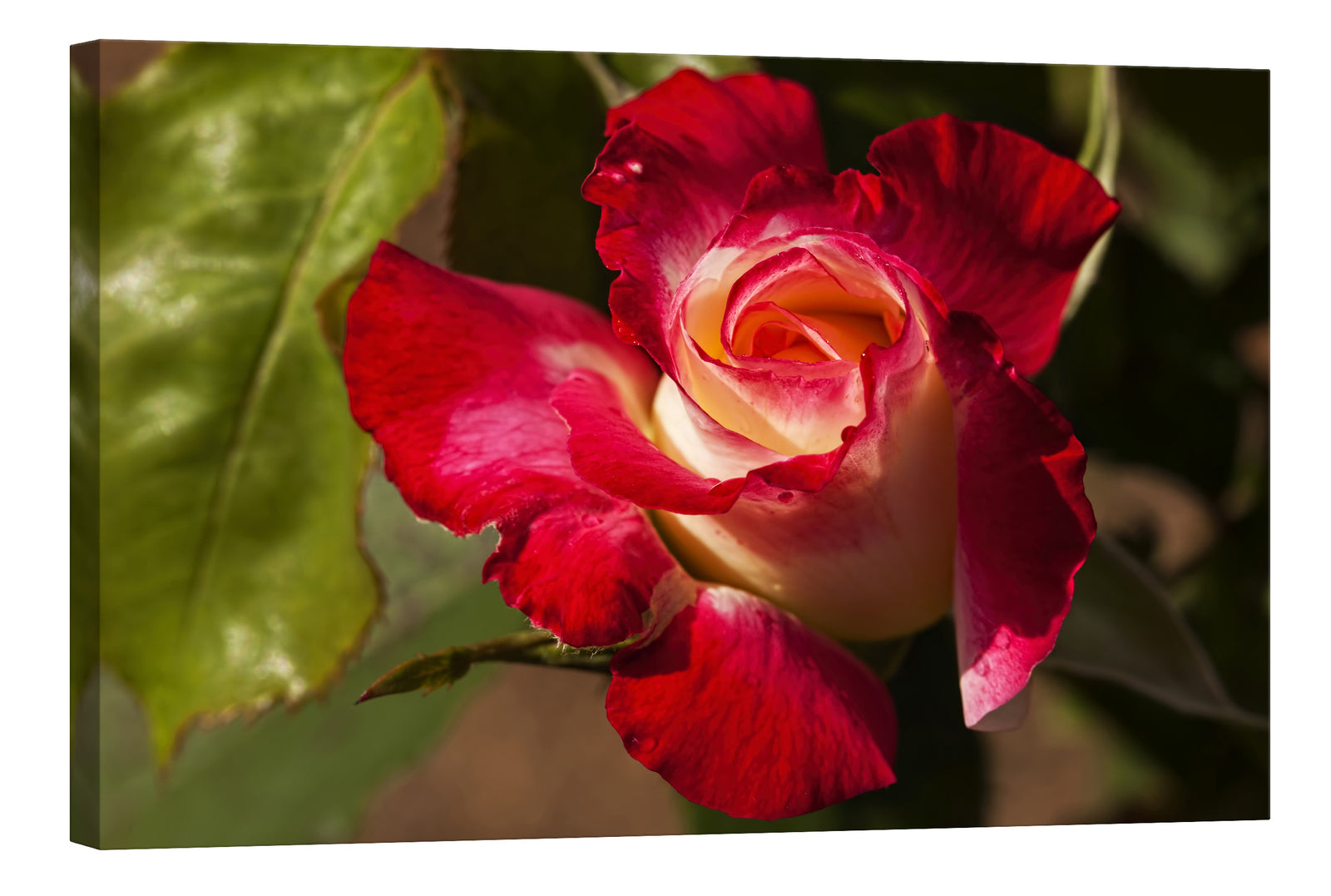 Flowers No. 011, by day