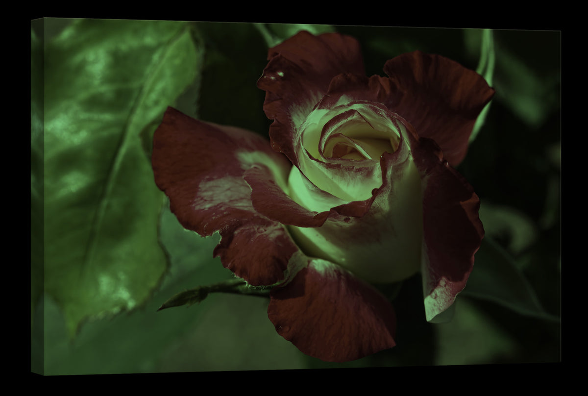 Flowers No. 011, glowing at night