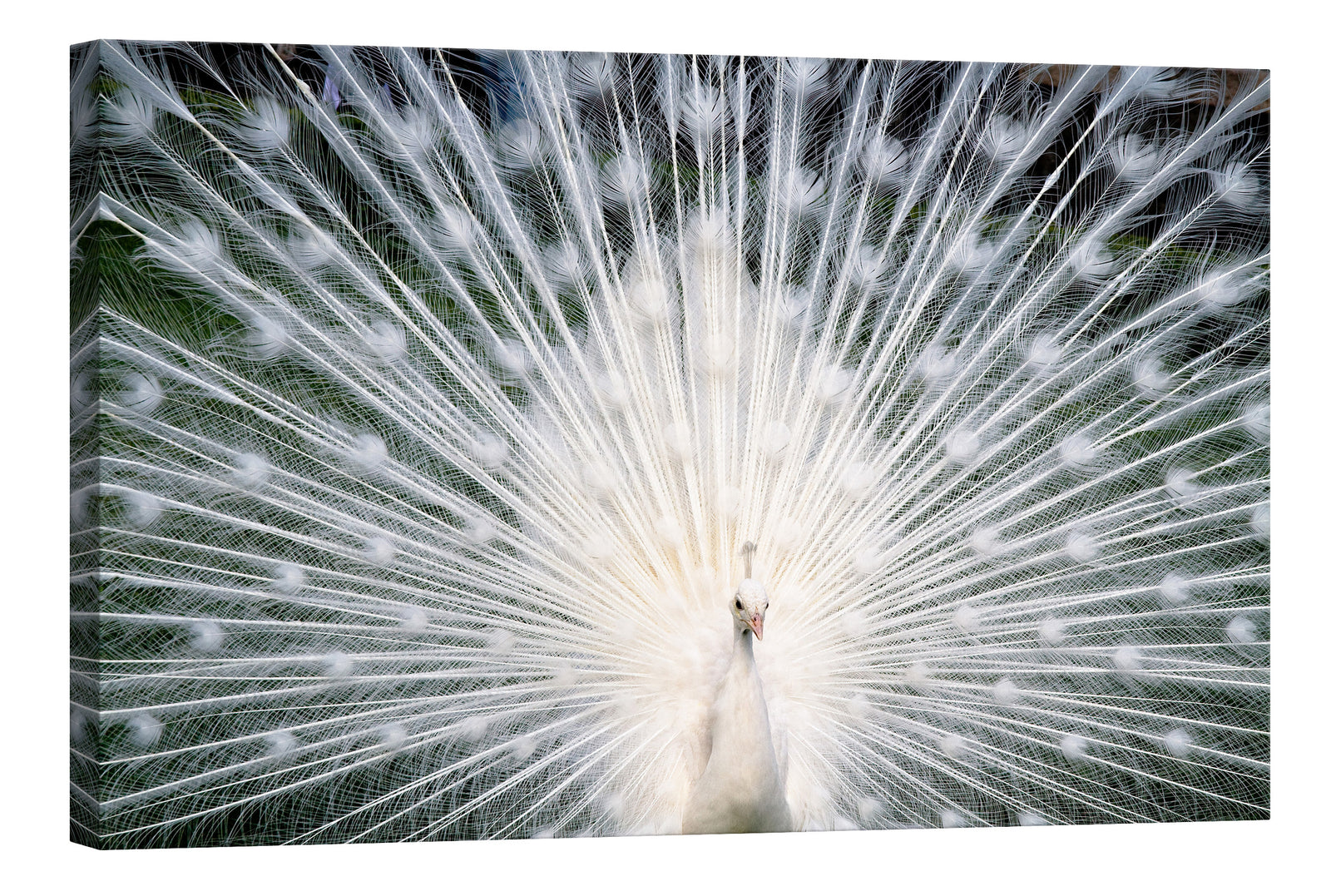 Flowers No. 012, by day