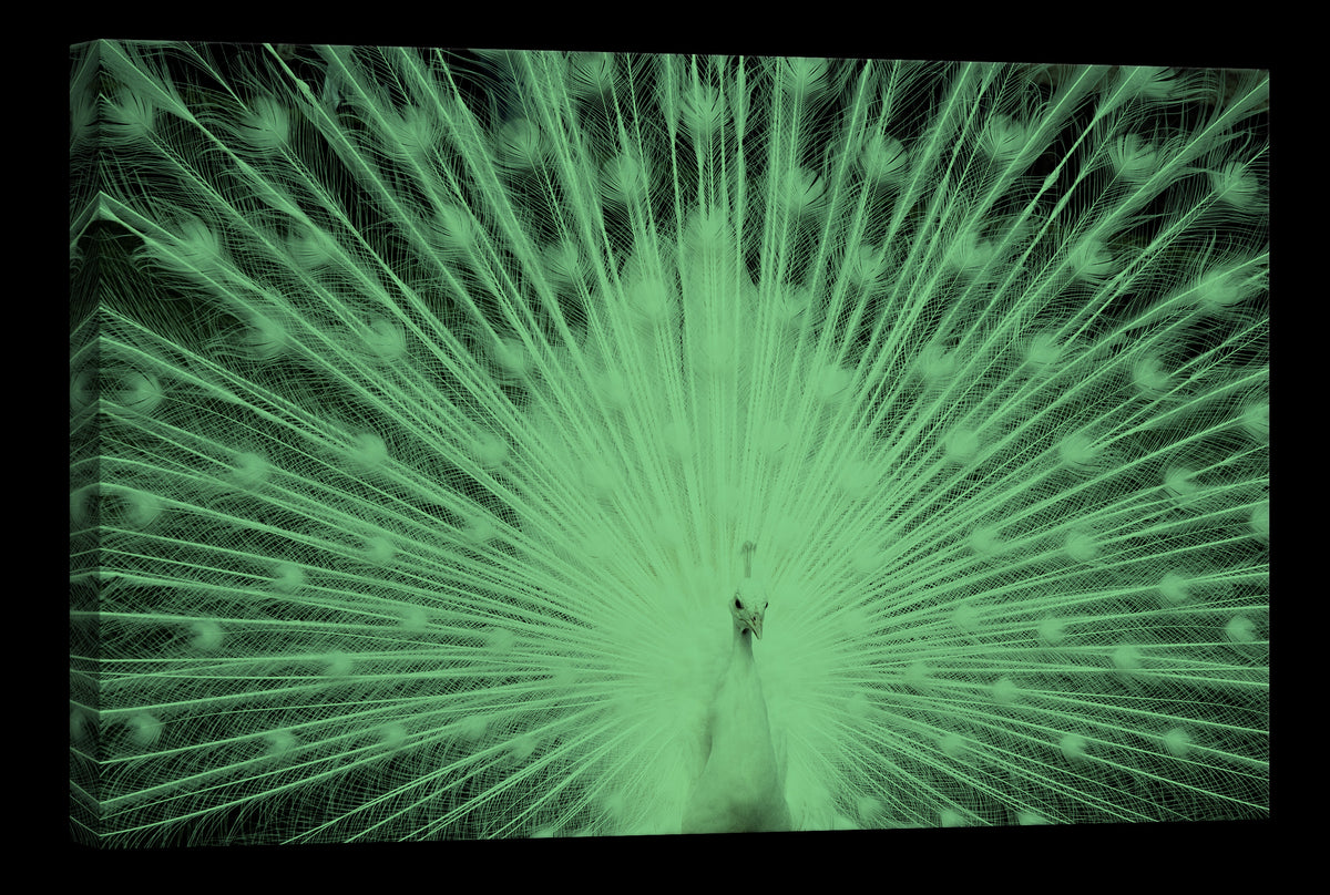 Flowers No. 012, glowing at night