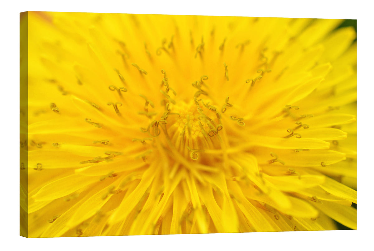 Flowers No. 013, by day