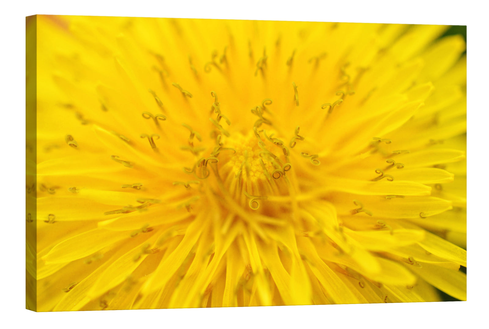Flowers No. 013, by day