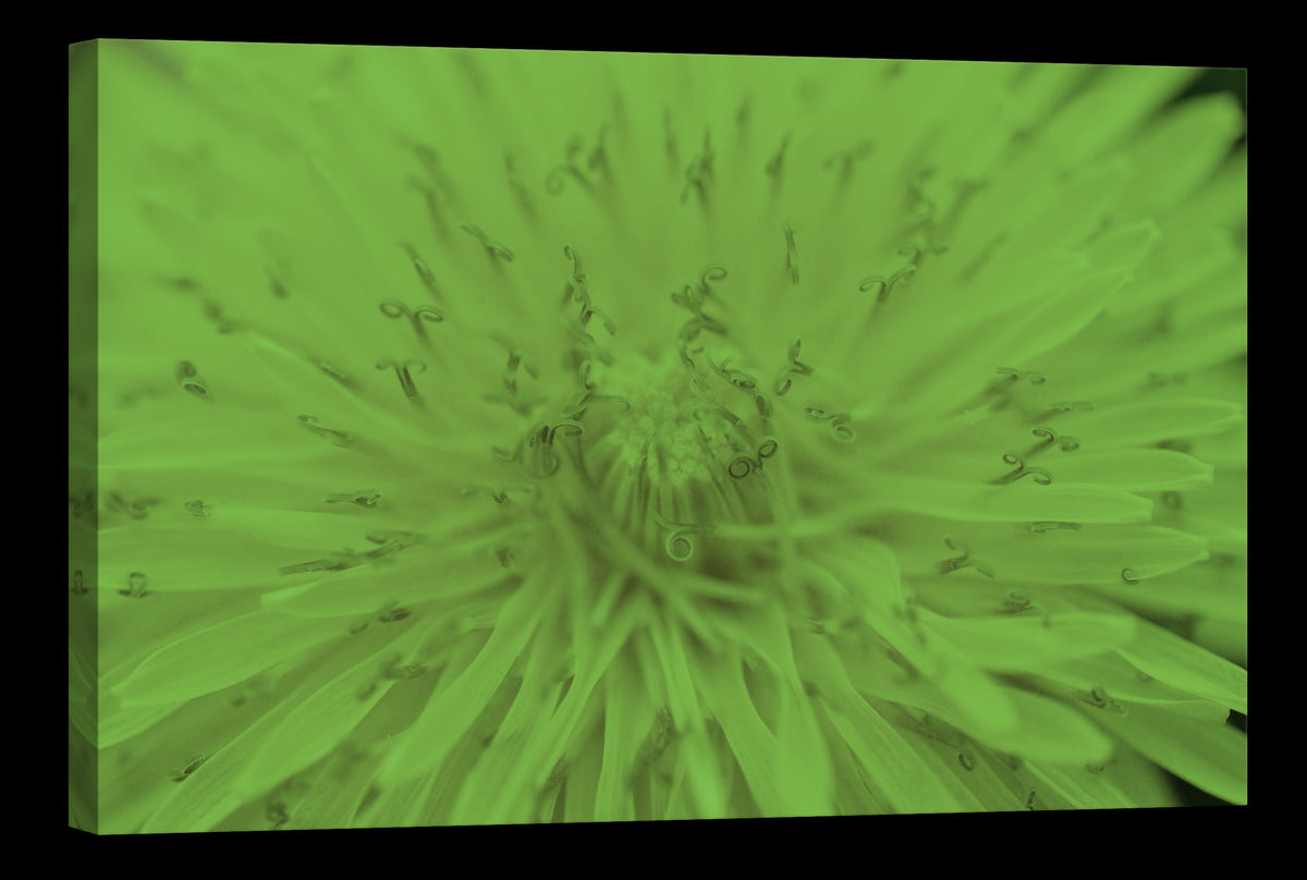 Flowers No. 013, glowing at night
