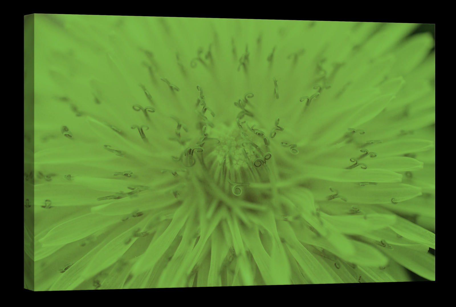 Flowers No. 013, glowing at night