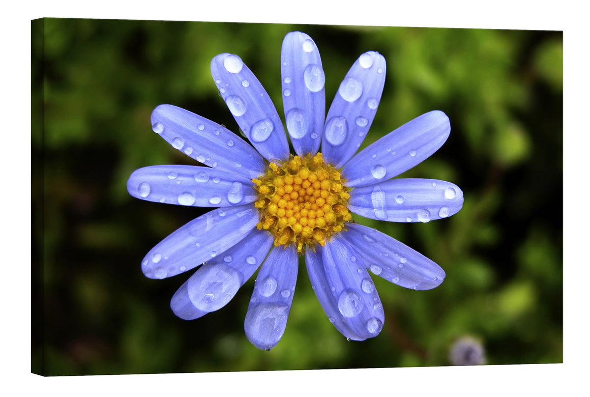 Flowers No. 016, by day