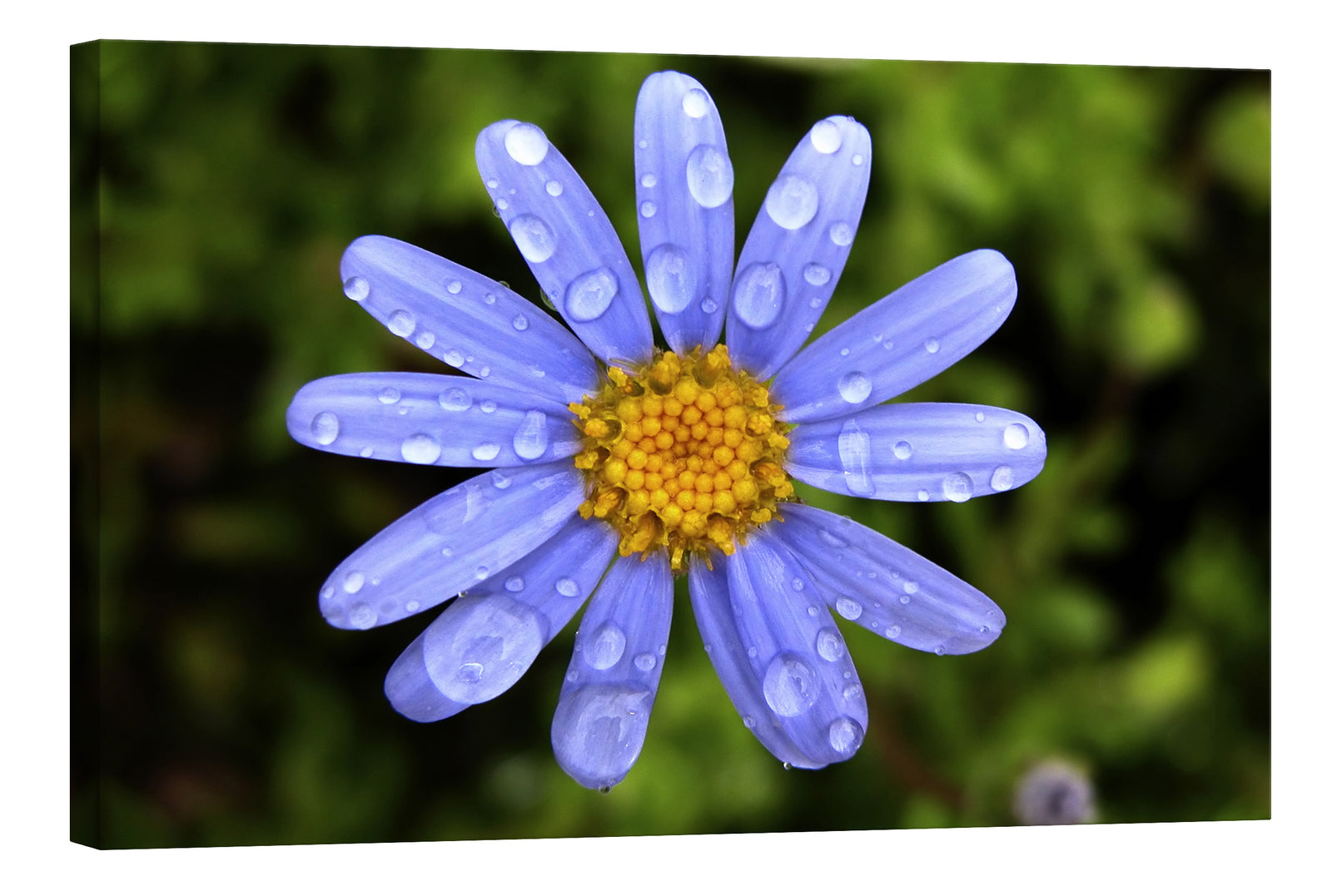 Flowers No. 016, by day