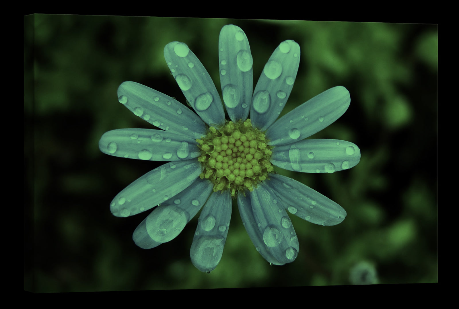 Flowers No. 016, glowing at night