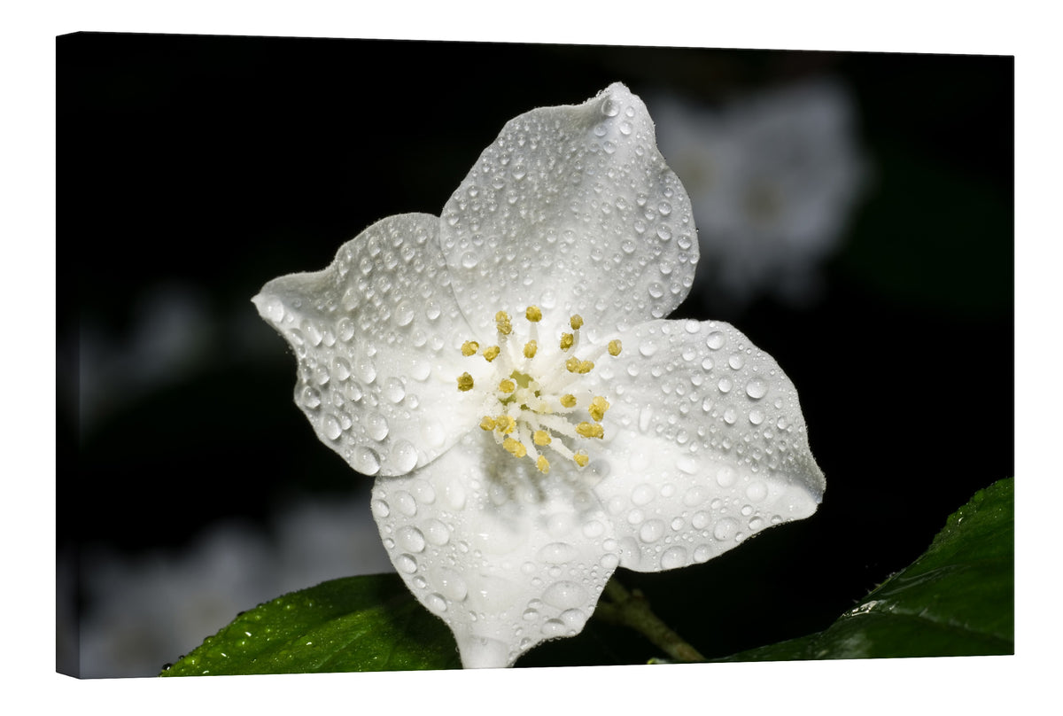 Flowers No. 017, by day