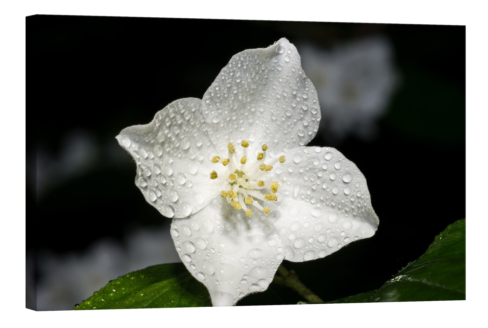 Flowers No. 017, by day