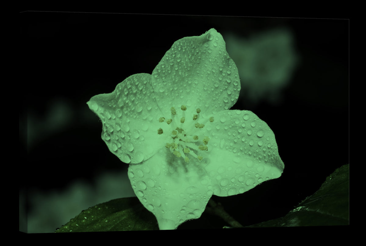 Flowers No. 017, glowing at night