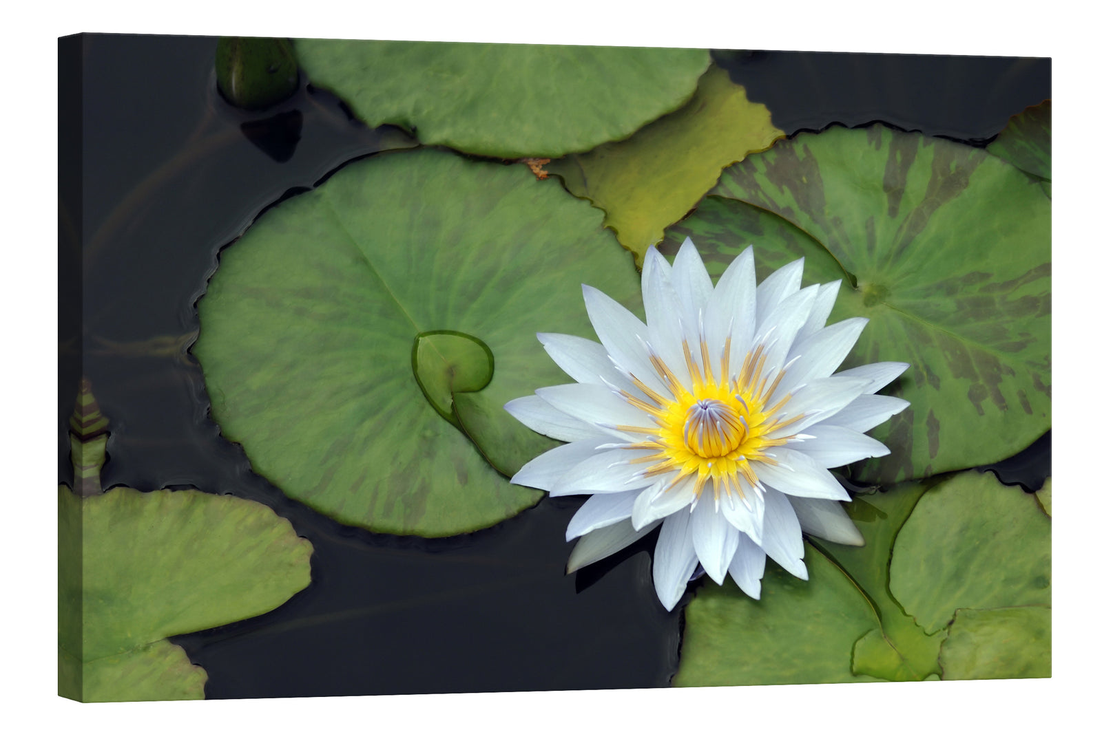 Flowers No. 018, by day