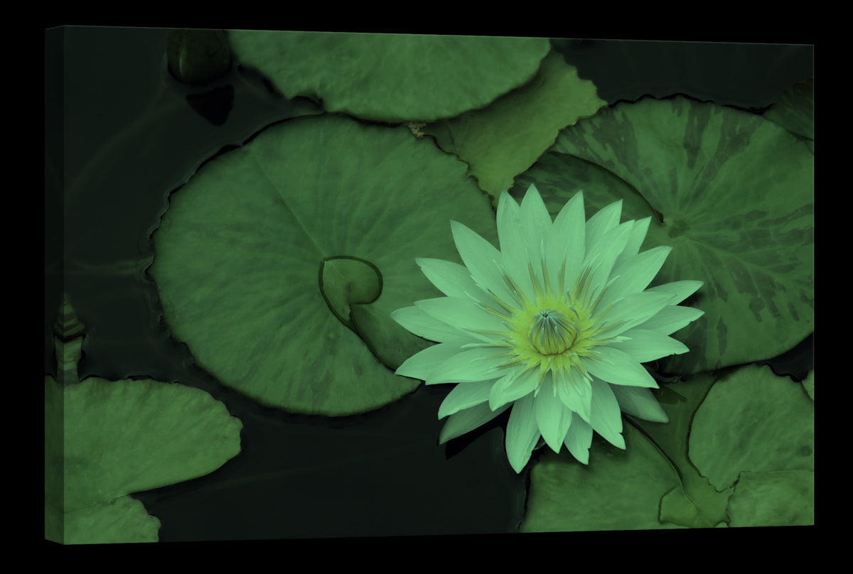 Flowers No. 018, glowing at night