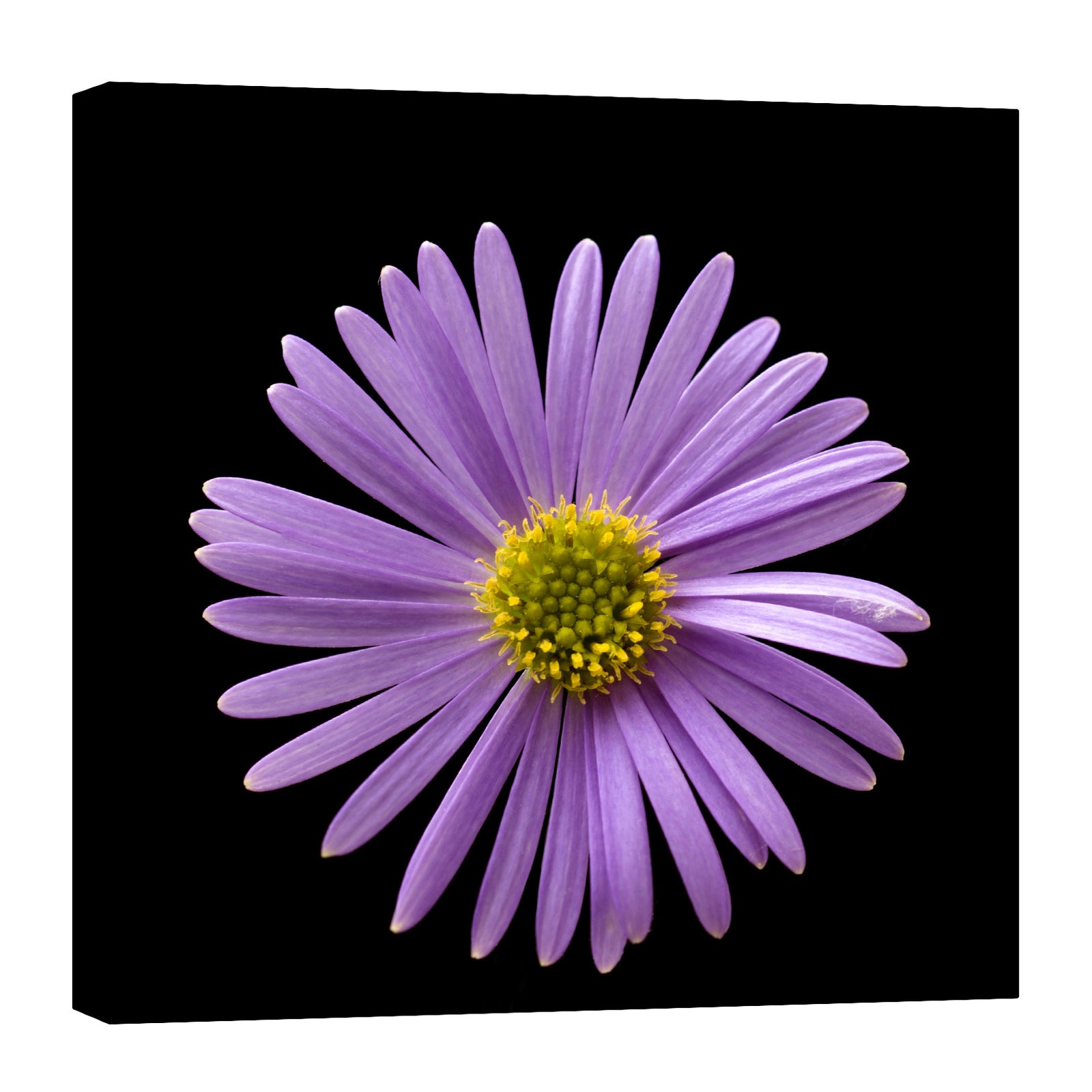 Flowers No. 020, by day