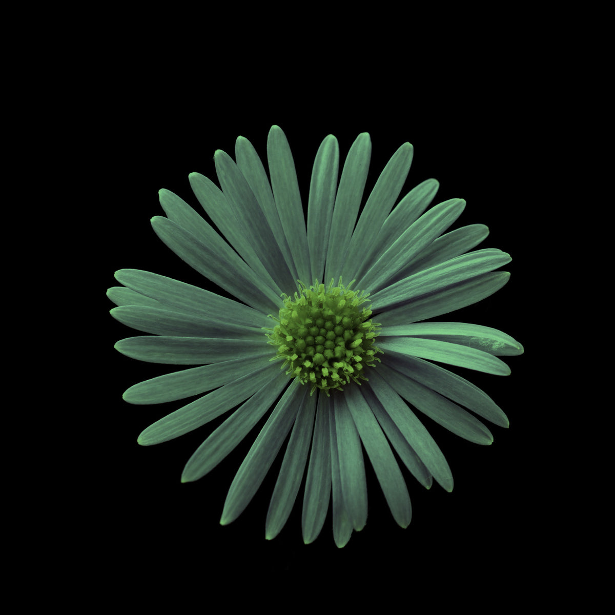 Flowers No. 020, glowing at night