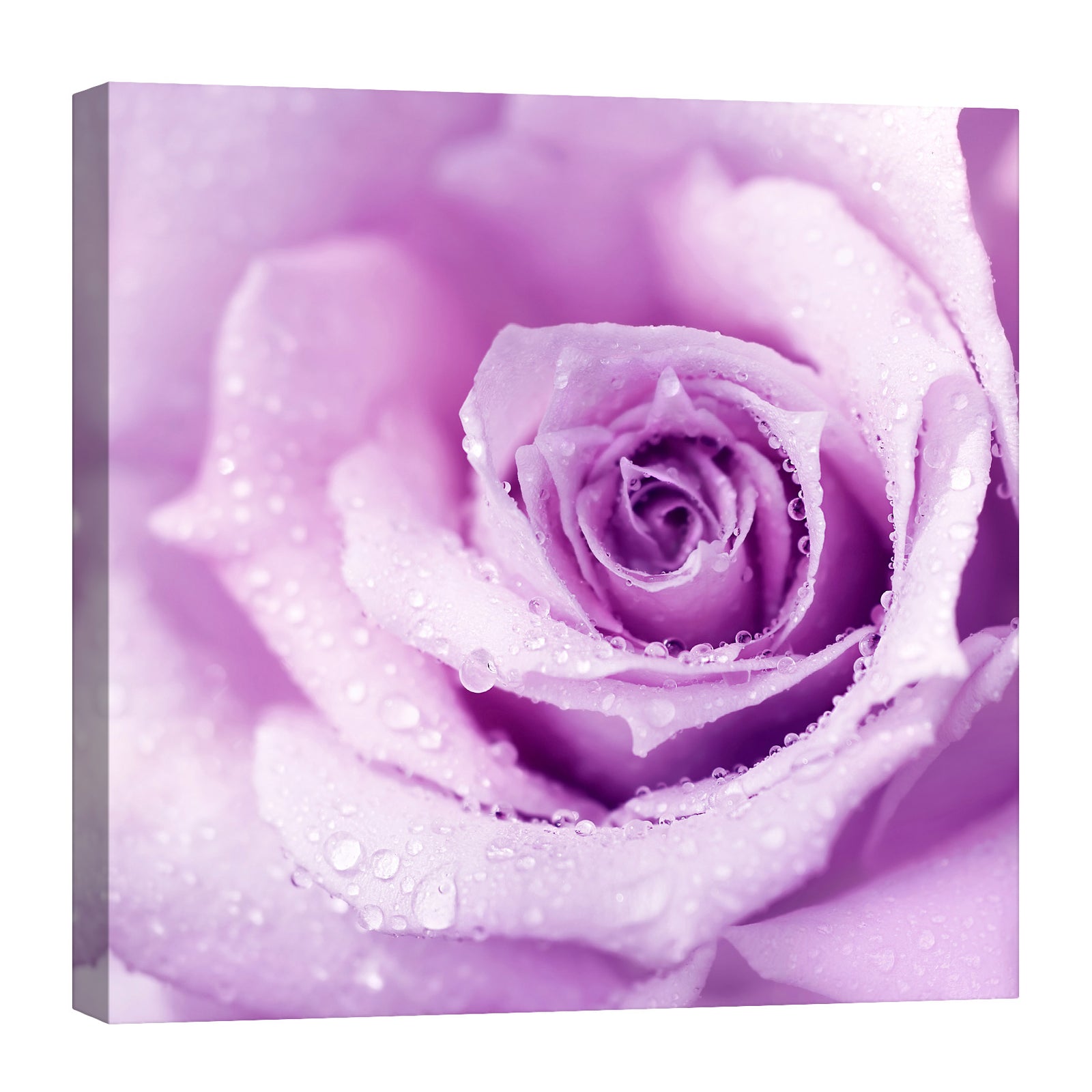 Flowers No. 021, by day