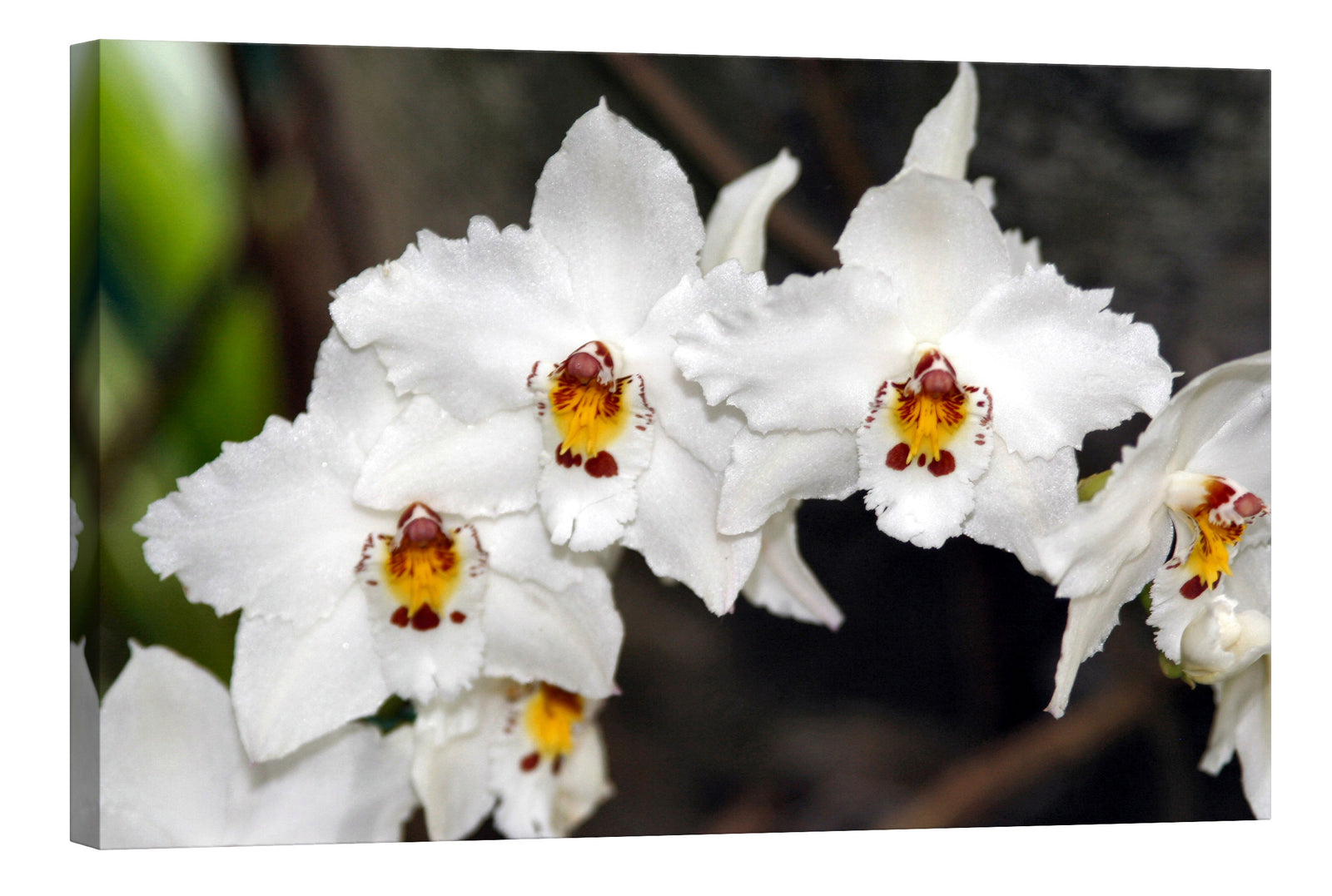 Flowers No. 023, by day