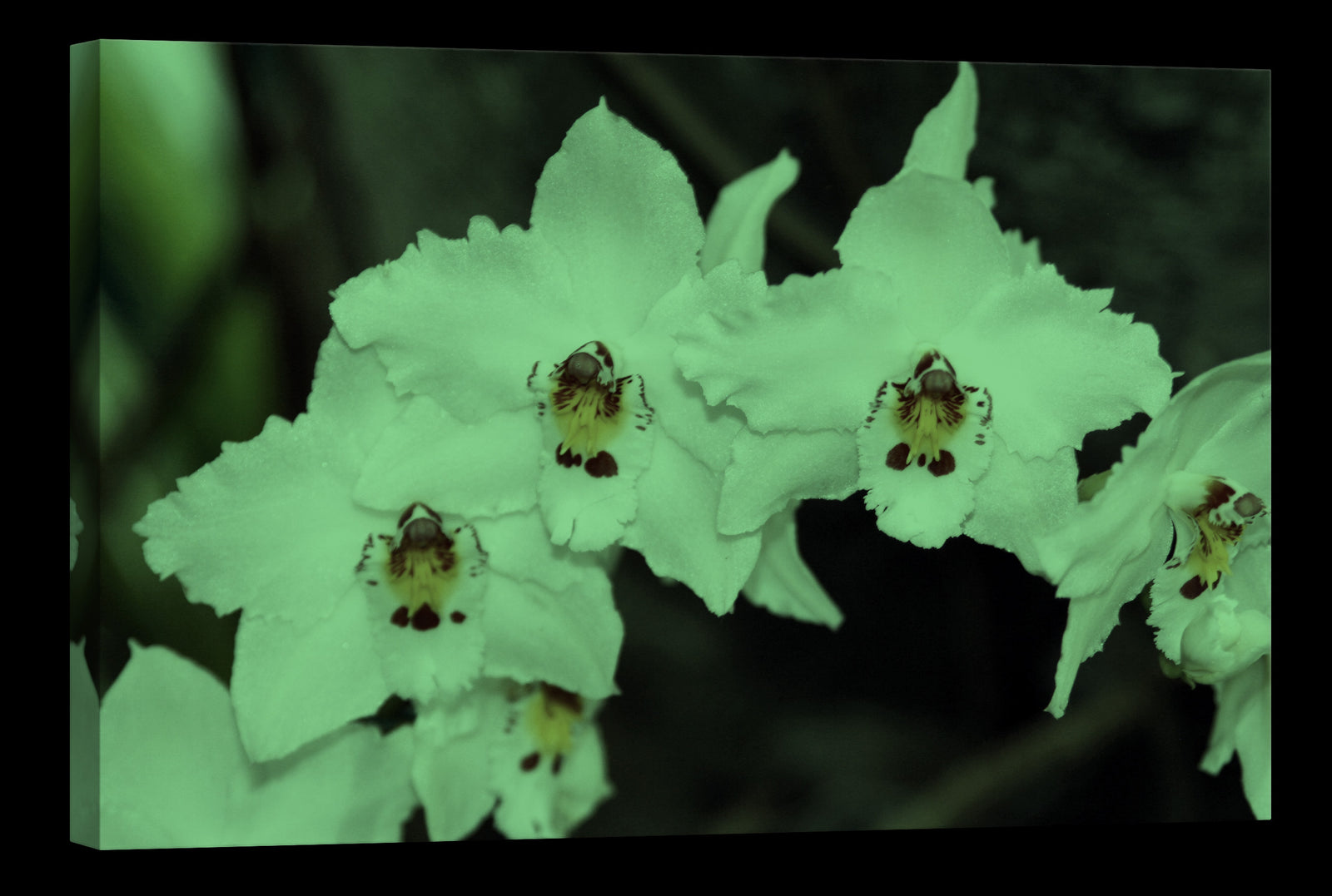 Flowers No. 023, glowing at night
