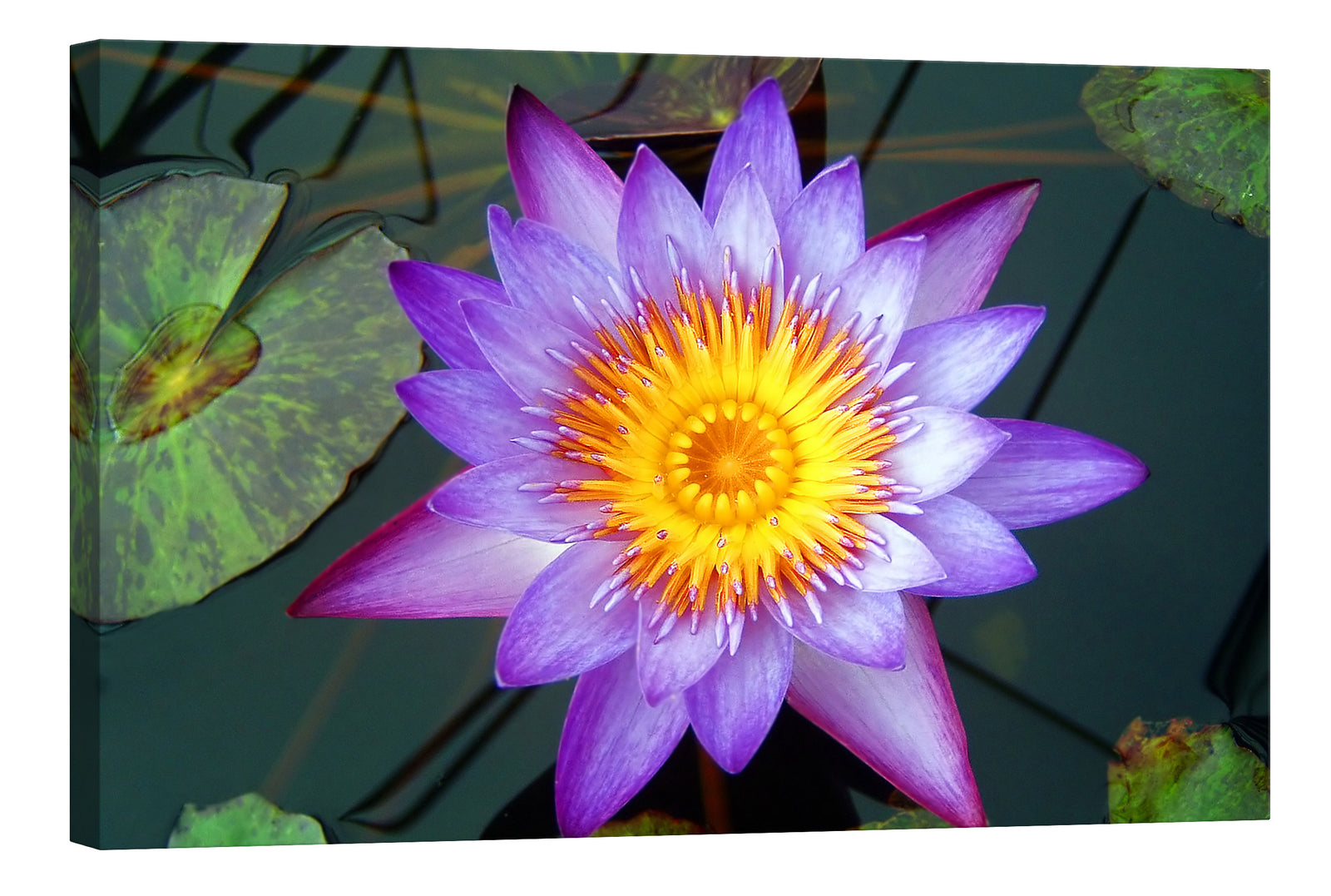 Flowers No. 026, by day