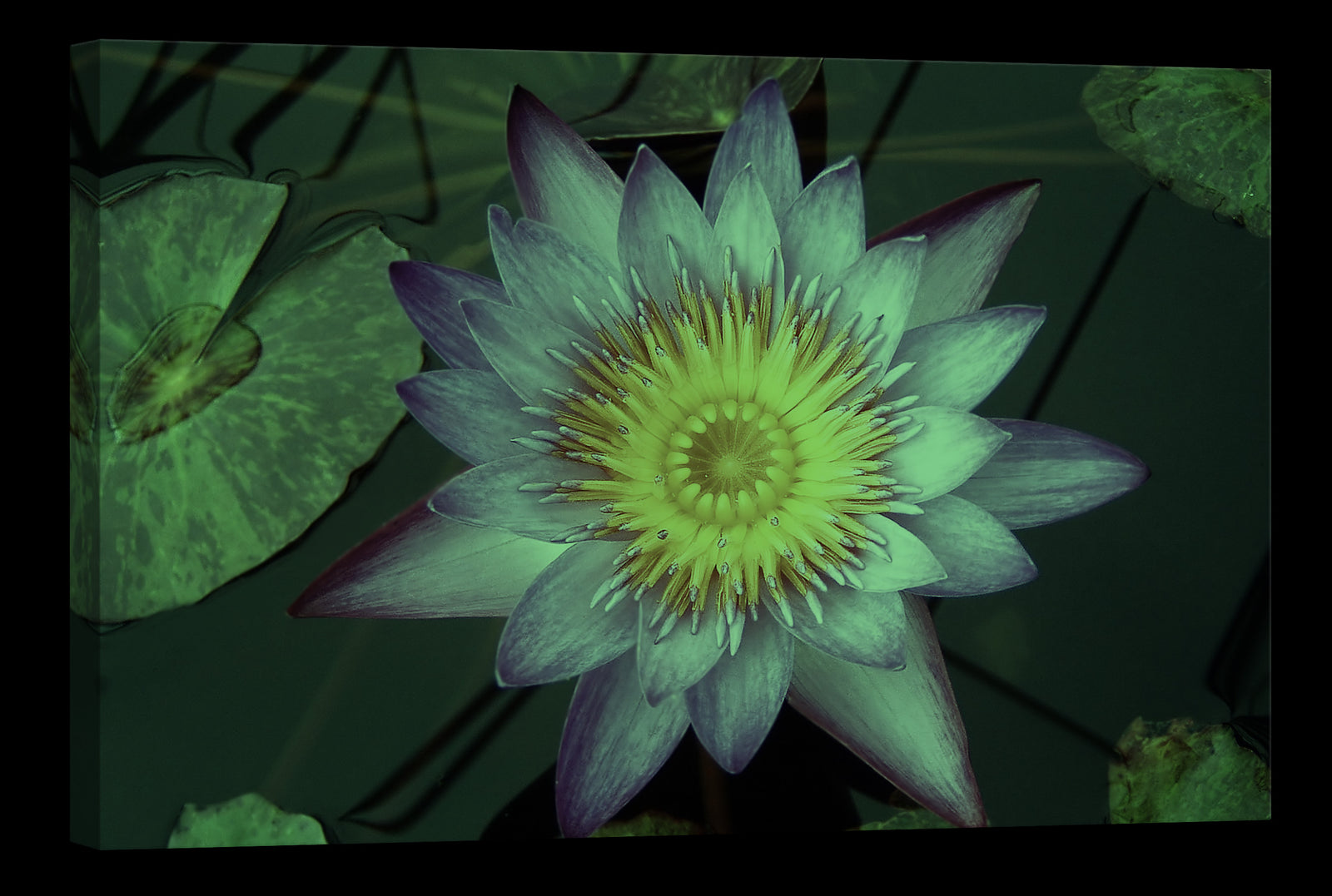Flowers No. 026, glowing at night