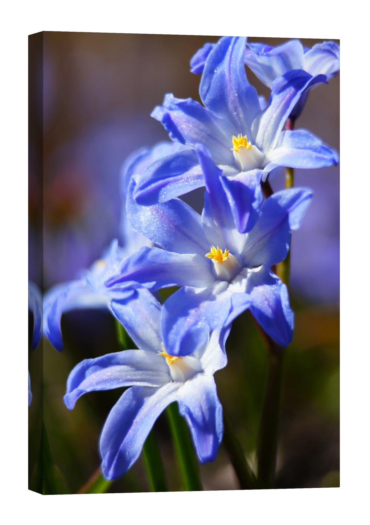 Flowers No. 027, by day