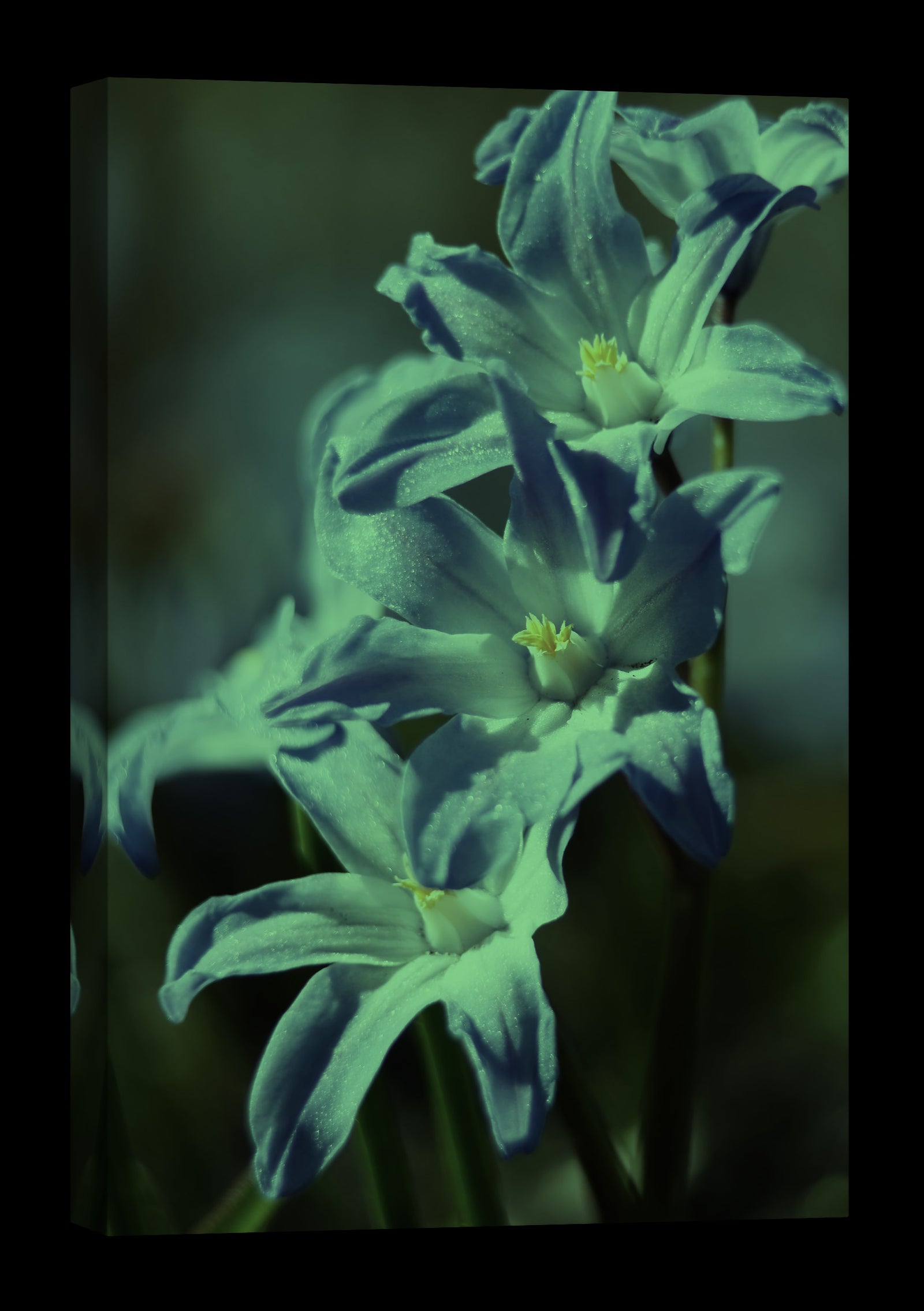 Flowers No. 027, glowing at night