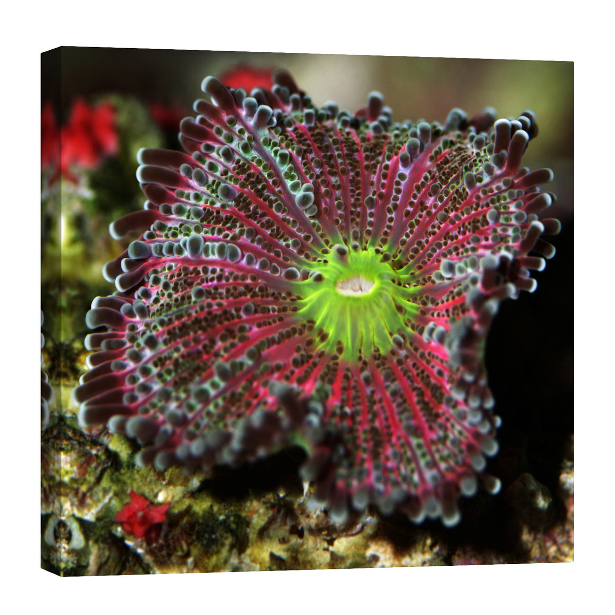 Flowers No. 028, by day