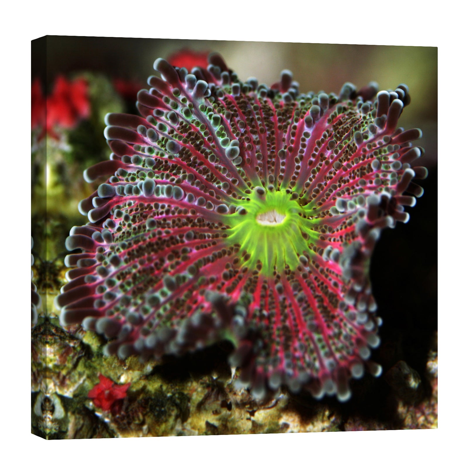 Flowers No. 028, by day