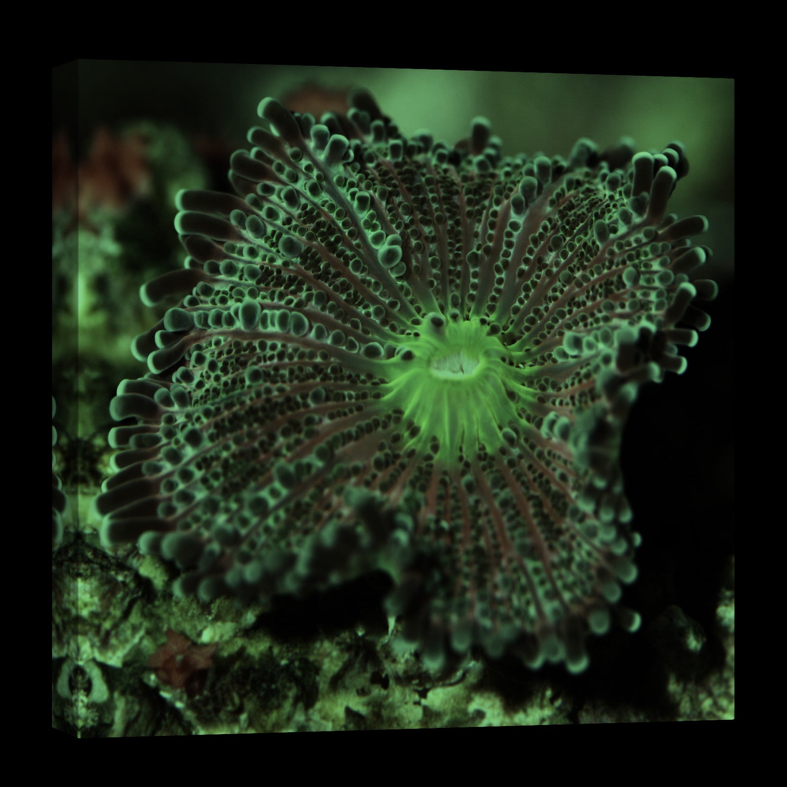 Flowers No. 028, glowing at night