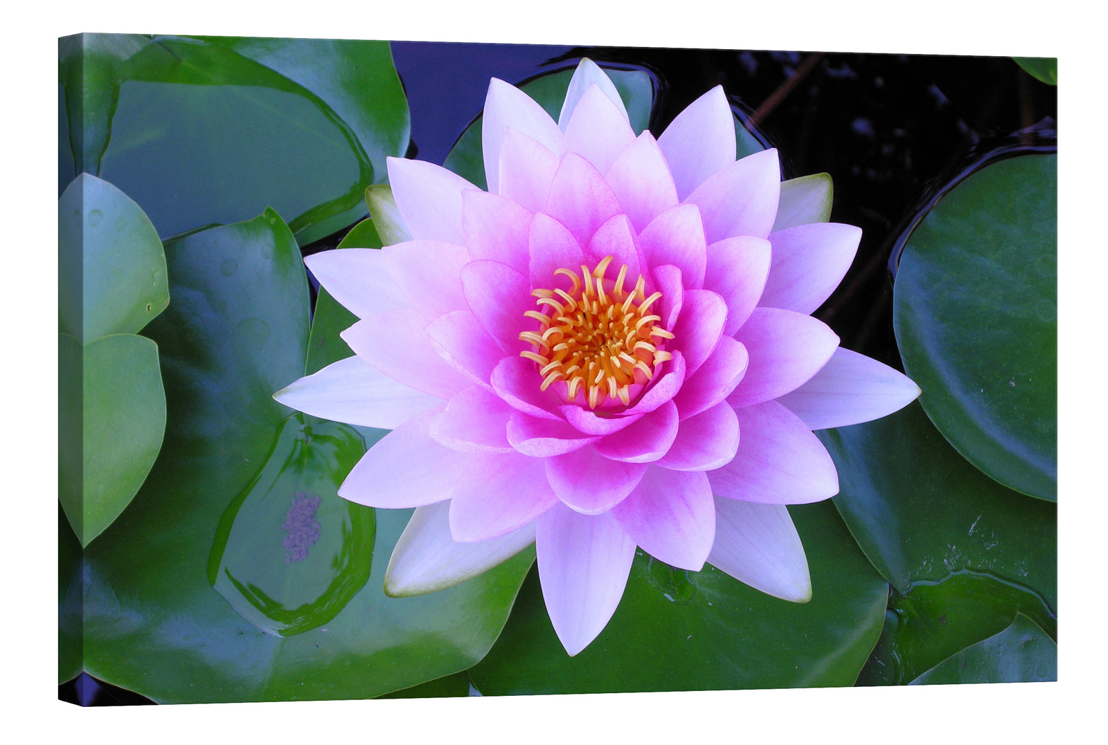 Flowers No. 029, by day