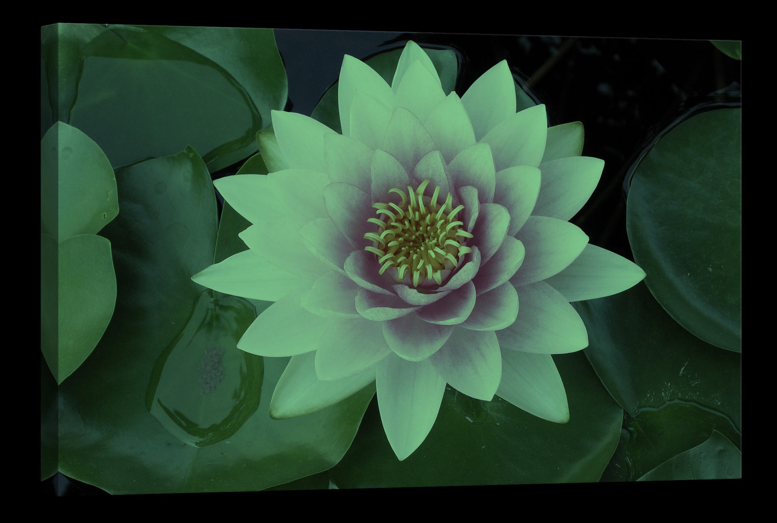 Flowers No. 029, glowing at night