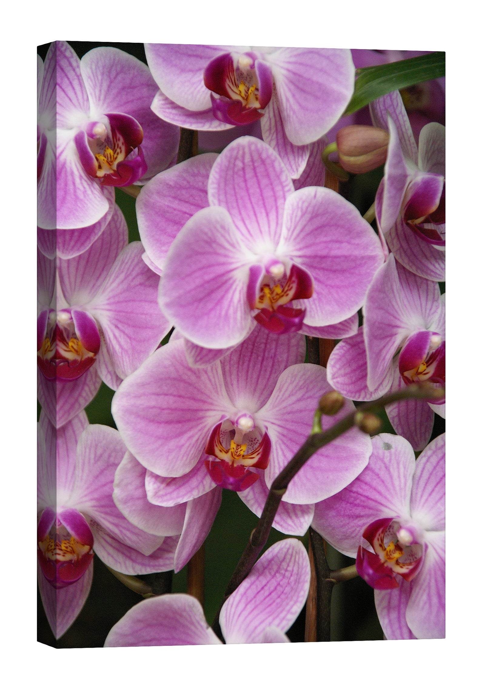 Flowers No. 031, by day