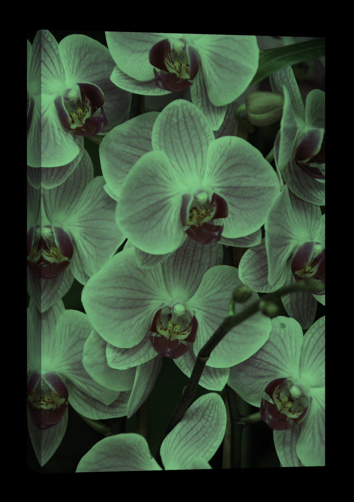 Flowers No. 031, glowing at night